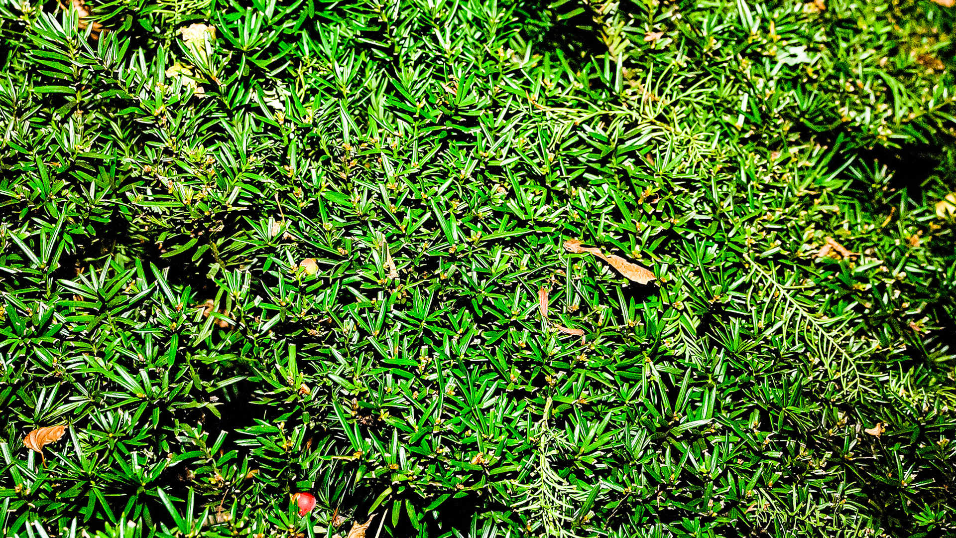 Any dark green shrub that look like these are considered to be the poisonour yew plant which can kill horses rapidly.
