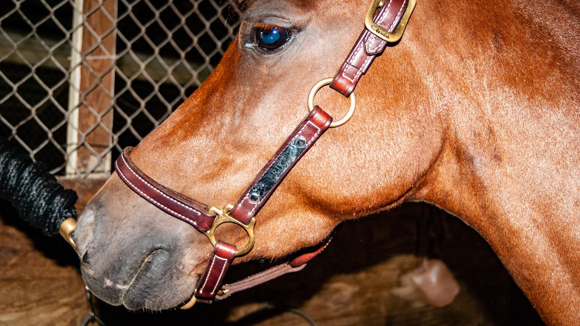 Mandibular (lower jaw) eruption bumps