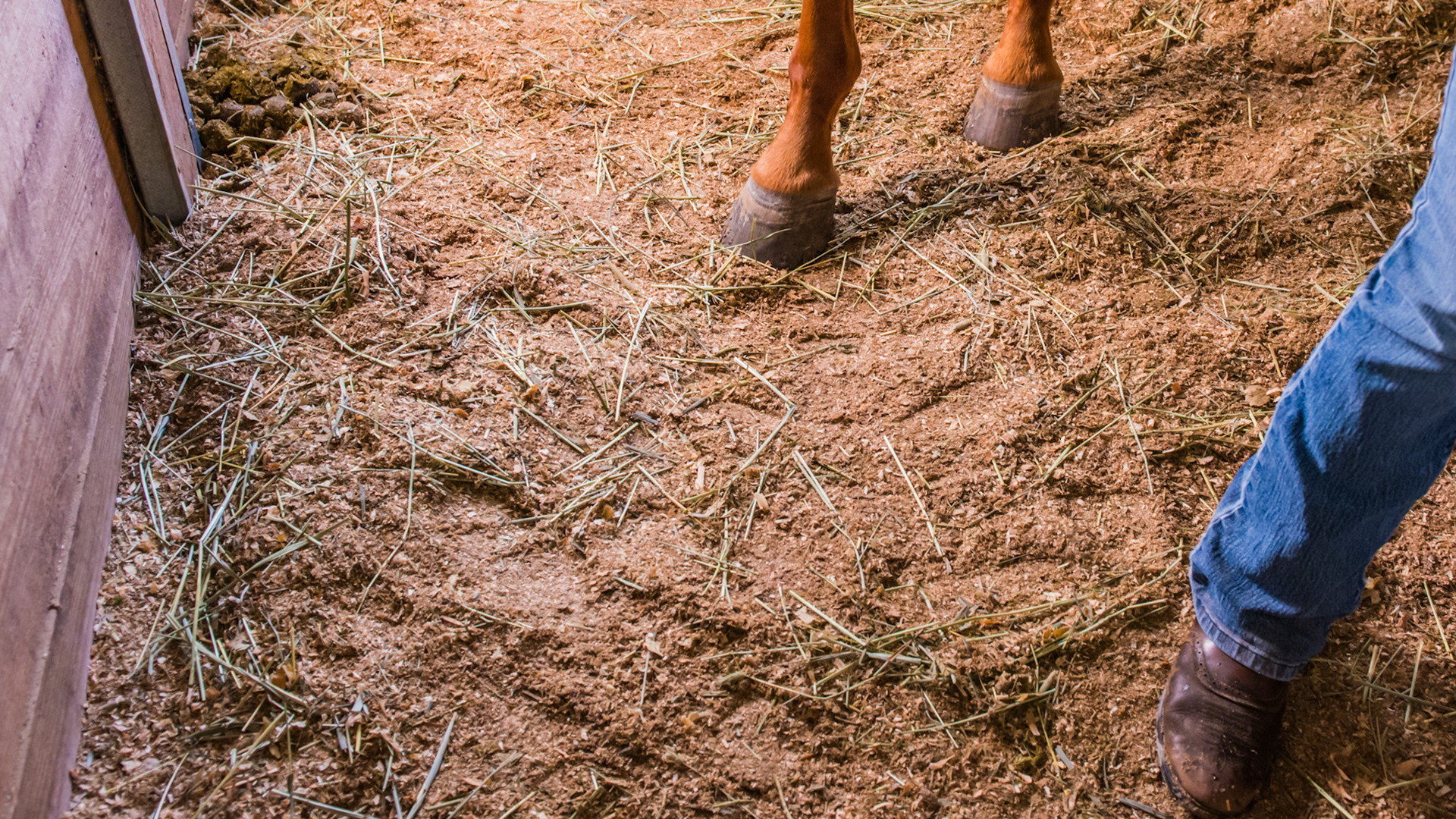 Long stemmed hay left on the stall floor by a horse with extremely sharp teeth.  See feeding systems for a better approach to feeding hay.