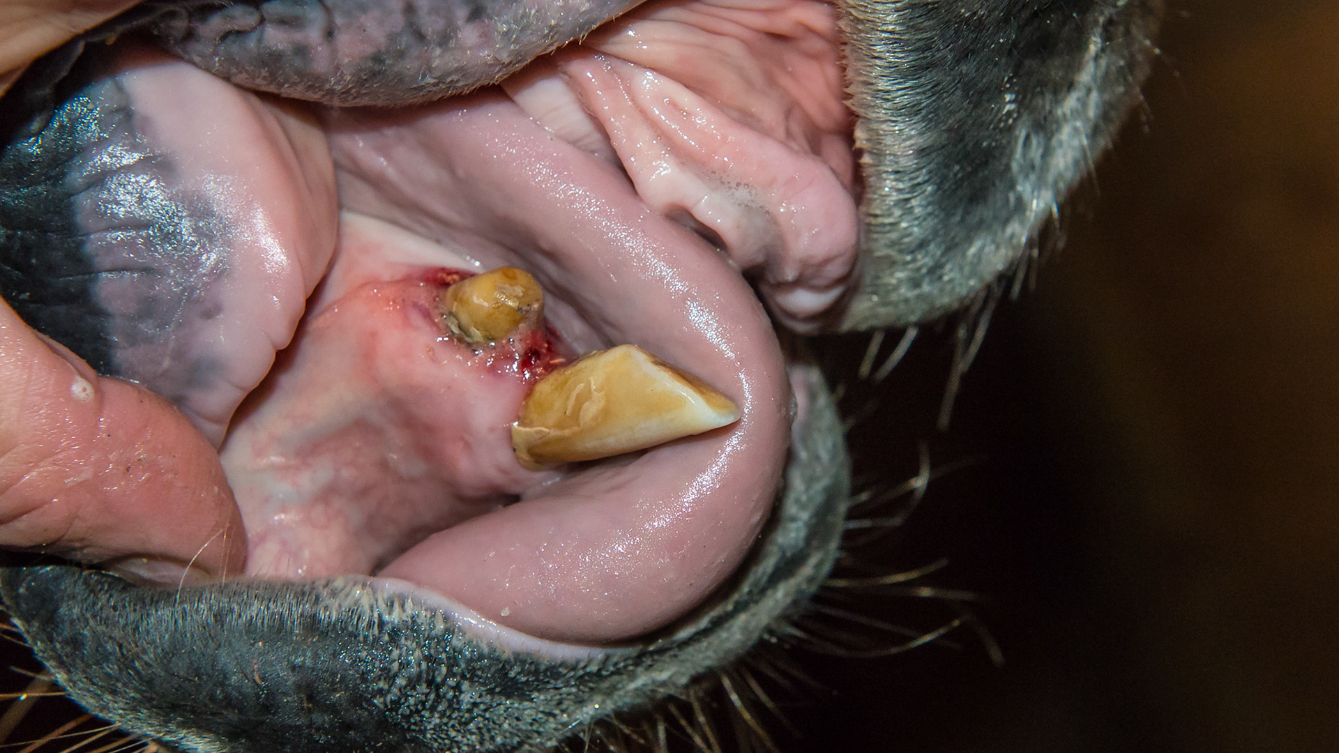 EOTRH horse 5 - 2 years after extracting all incisors except 403. Note how the tongue hangs out without the incisors blocking it.