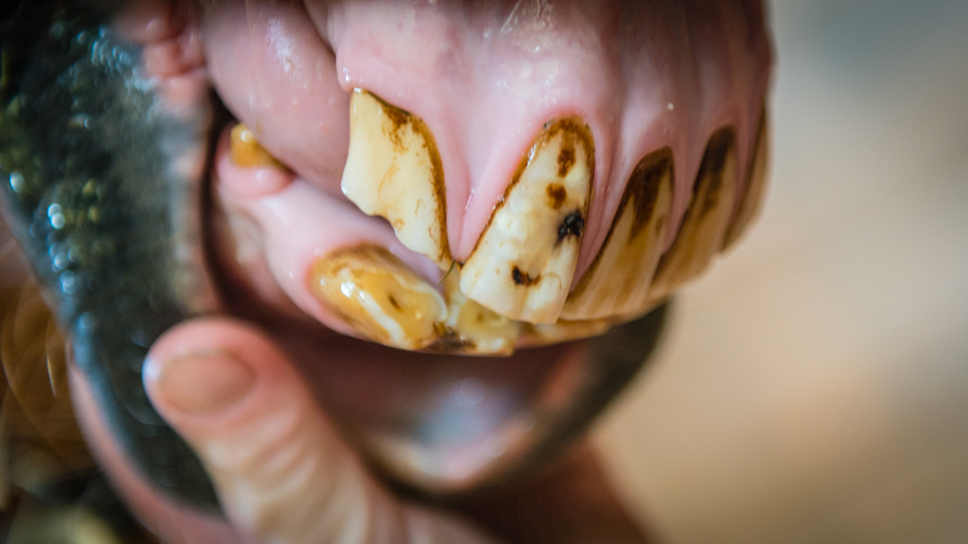 An extra incisor at 102 is displaced caudally while the labial surface of the 102 in place has some decay on the surface.