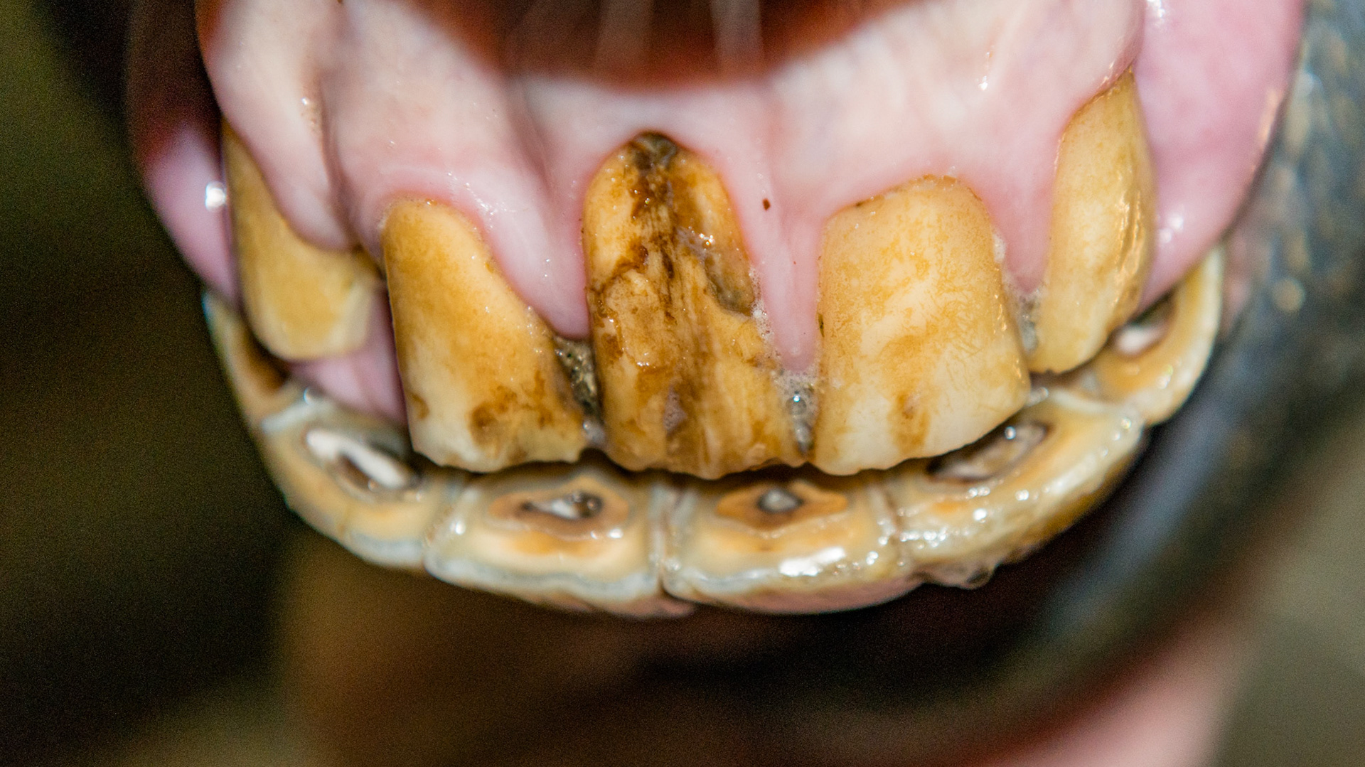 This is a ventral-dorsal view looking at the occlusal surface of the upper incisors. There is no over-eruption and in fact, the rostral edge of the occlusal surface looks more worn relative to the rest of the occlusal surface. Also this horse is missing 302 (remember this picture is from underneath the horse).