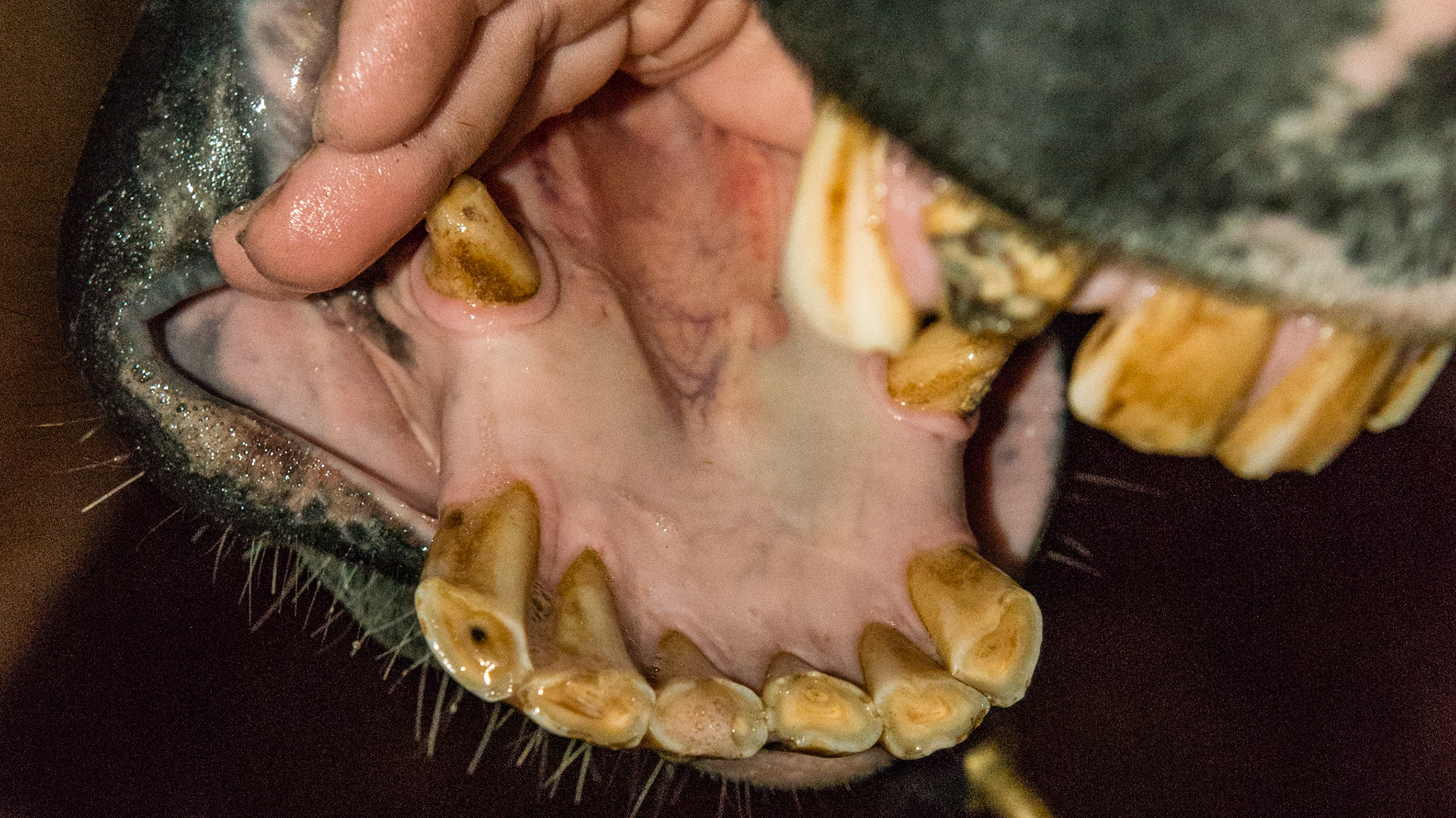 Horse B - 18 yr old with old trauma - missing 101, broken 102, and lip neuro deficit and #402 slightly over-erupted with tongue ware on front edge.