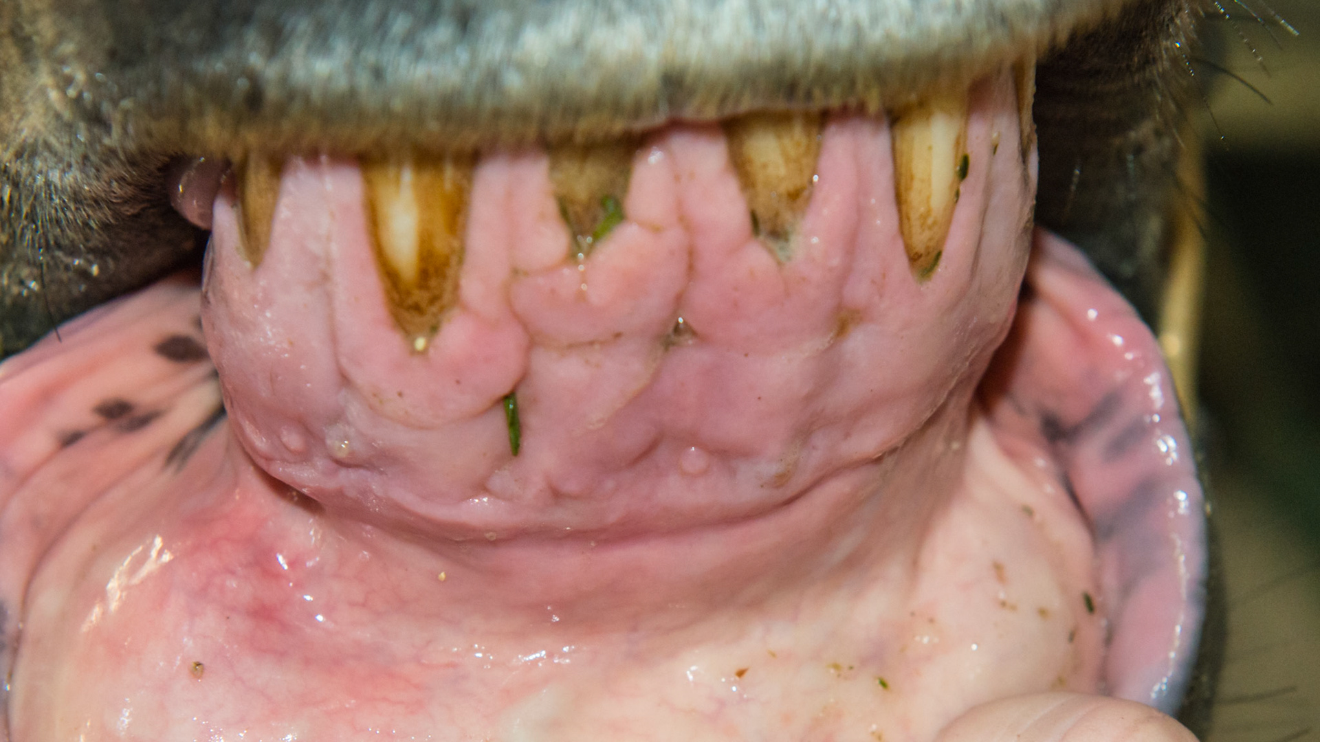 EOTRH horse 11 - older horse with thickening of the gums with a cobblestone appearance.