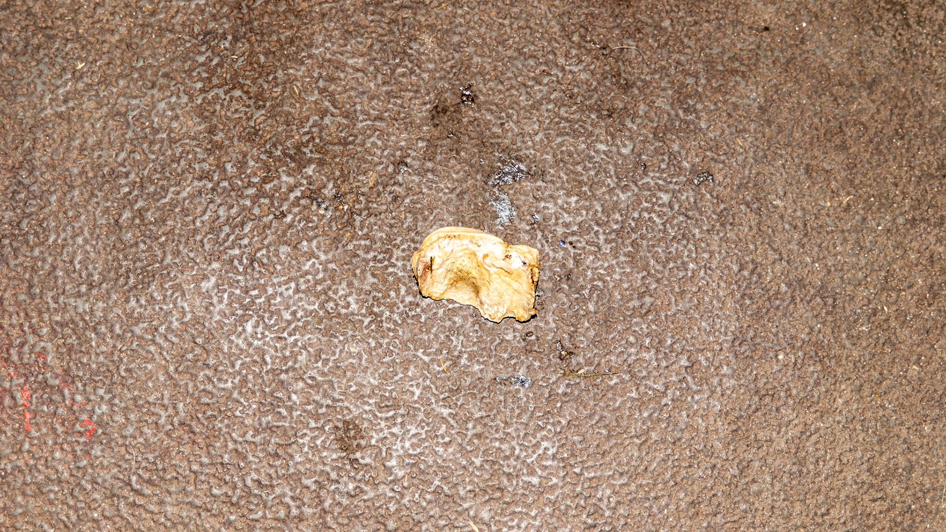 Tarter (dental calculus) along the upper first cheek teeth on the buccal surface - removed in chunks.