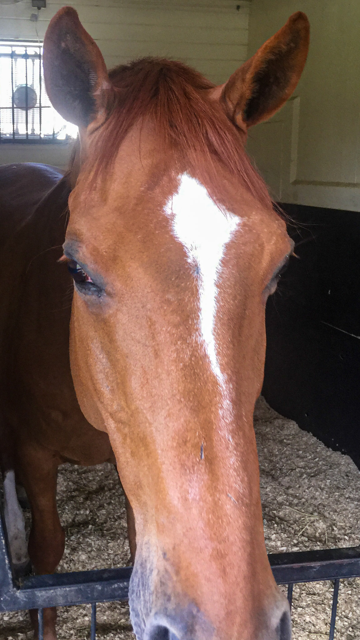 This is an example of a star and stripe combined.