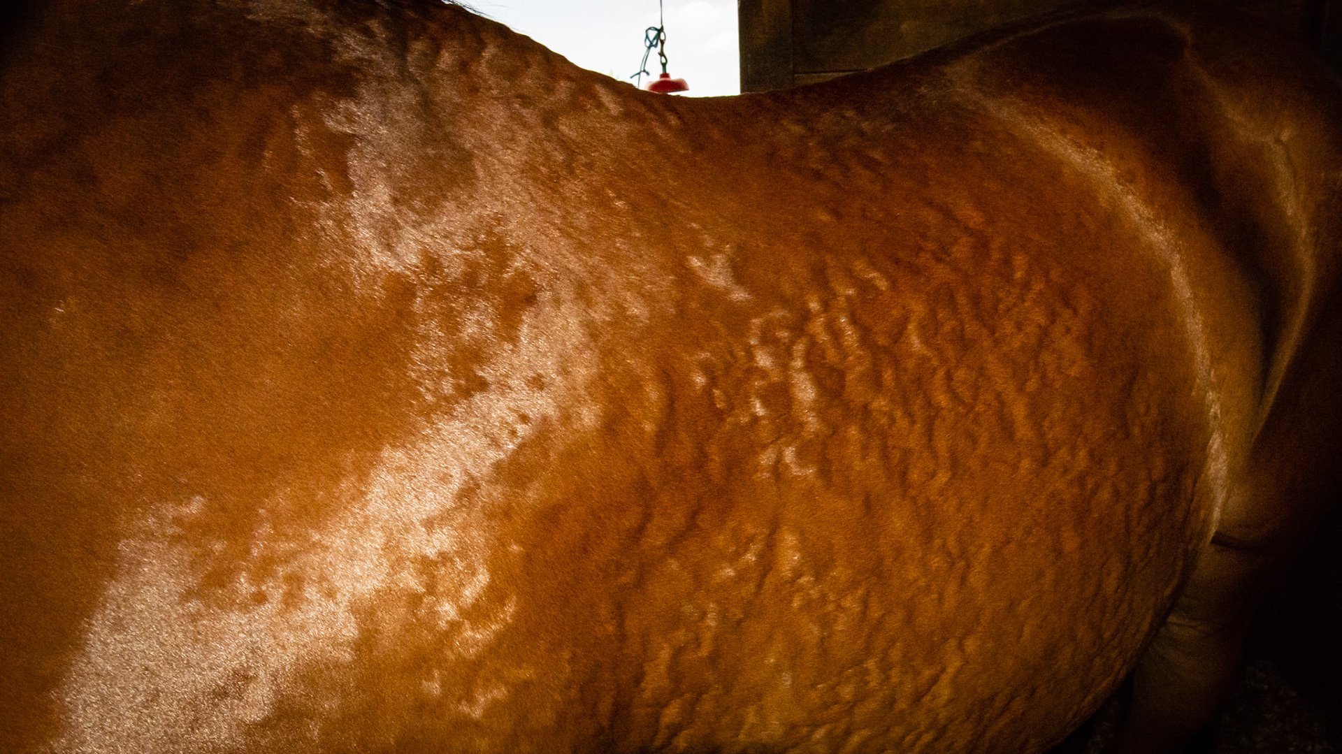 2nd bout of hives in 24 hrs. No other signs of anaphylaxis. Presumed cause is Previcox which he has been on for 20 days. No other changes.