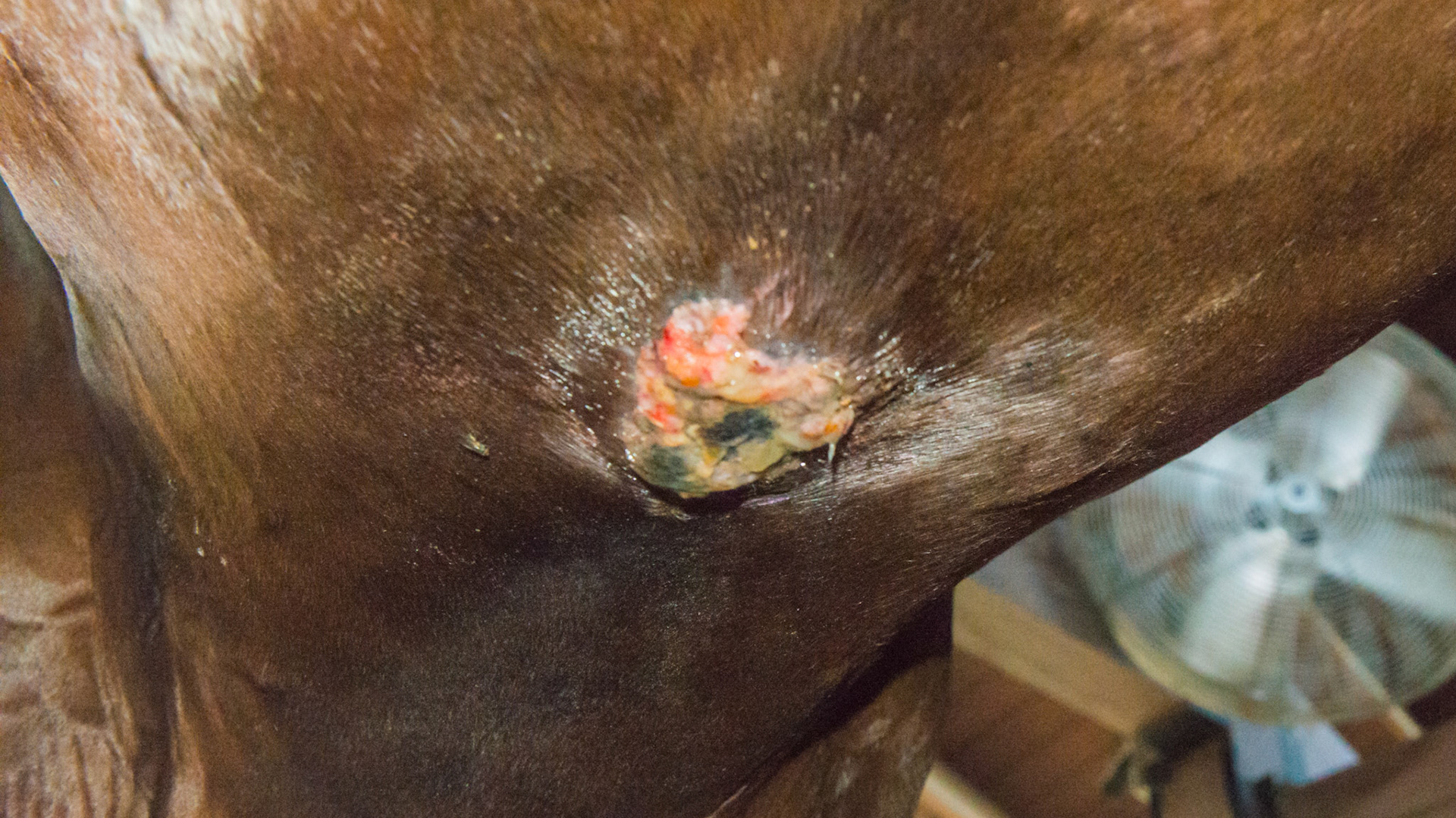 Horse F - These lesions on the scrotum, sheath and ventral midline of this stallion are most likely insect sensitivity and summer sores. The yellow is from an antibiotic cream.