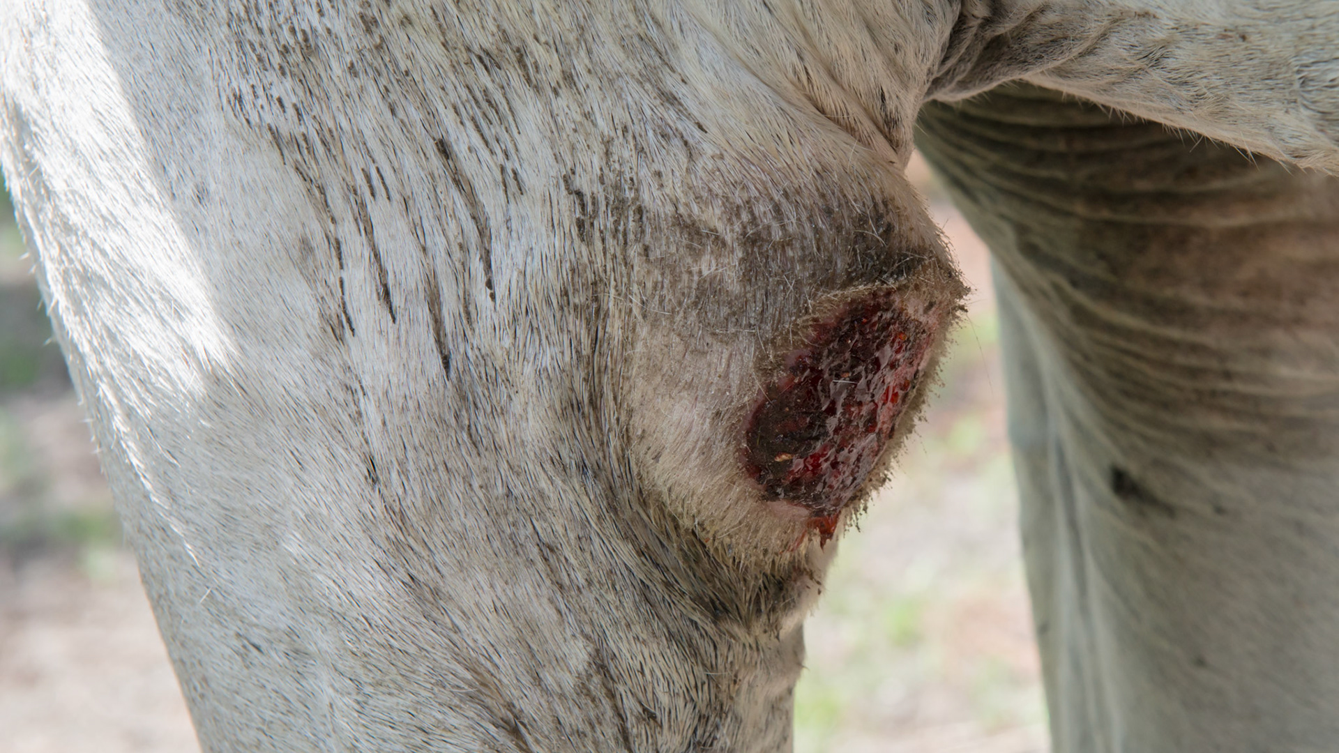 Horse A - shoe boil with a summer sore on July 31