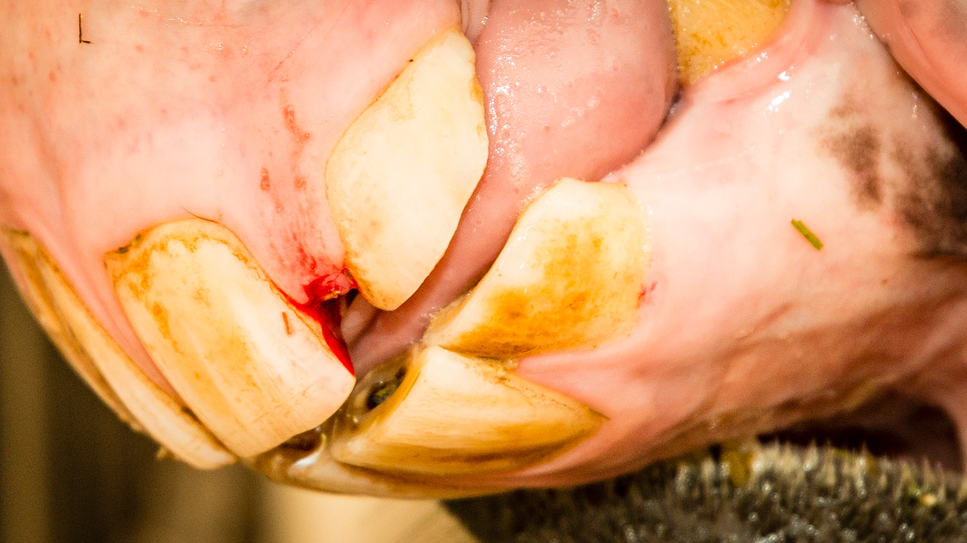 Incisor cap remnant horse 4 -  remnant between 202 &amp; 203 Luke 4 yr old