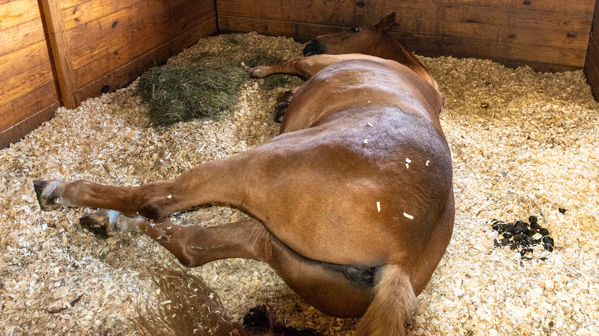 This horse would suddenly lay flat out and become distant from pain in his RF hoof.  He is on 1 gram bute twice a day.  Later, he was asked to stand which he did easily and then hobbled out to the paddock.  His veterinarian is scheduled to exam him later today.