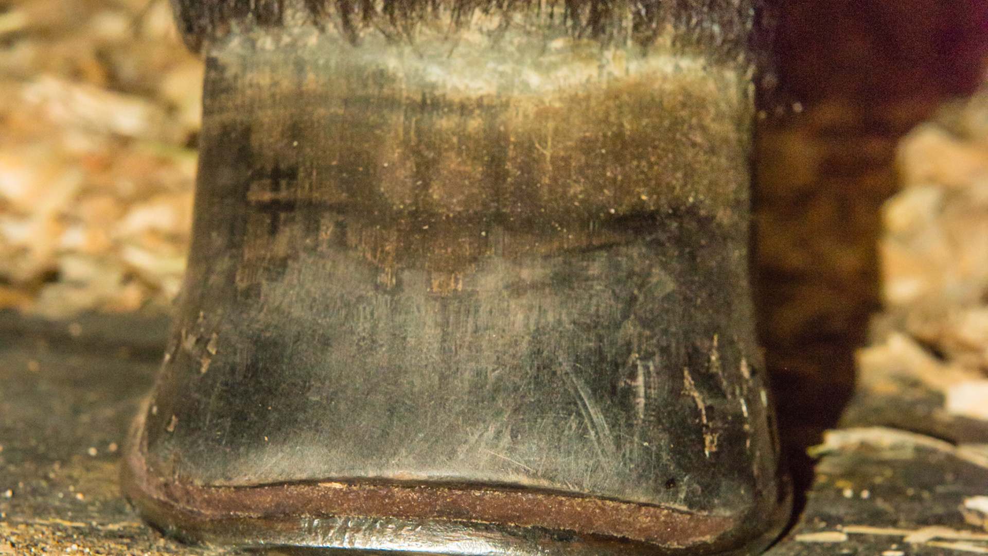 Deformed hoof in a successful competition horse. the walls are almost vertical with a club appearance.