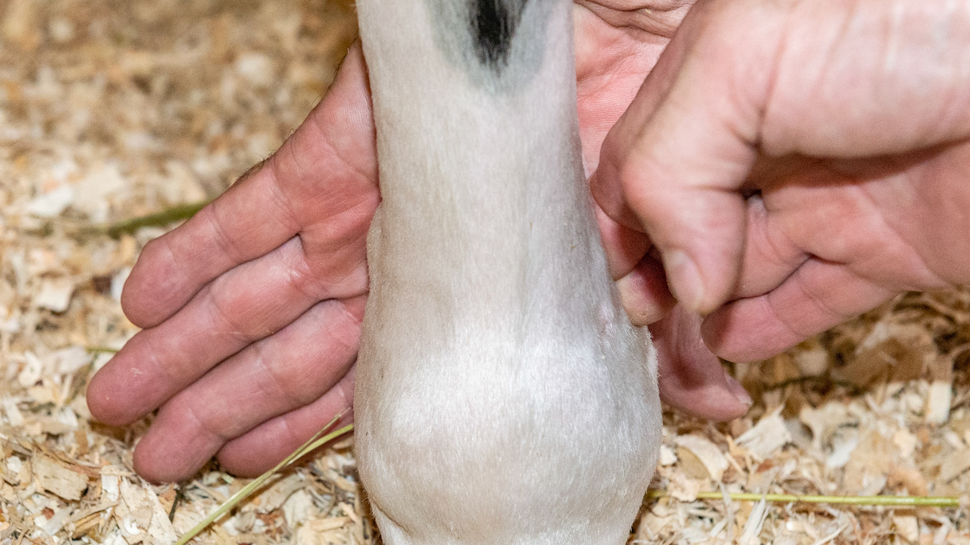 Wind puff - or distention of the fetlock joint capsule - is seen above the joint here on the lateral aspect of the left forelimb. When firm finger pressure is applied to the lateral distention, it collapses but the fluid is then transferred to the medial side distending the joint capsule there (look carefully on the medial side for the enlargement and compare this with the previous picture before finger pressure was applied).