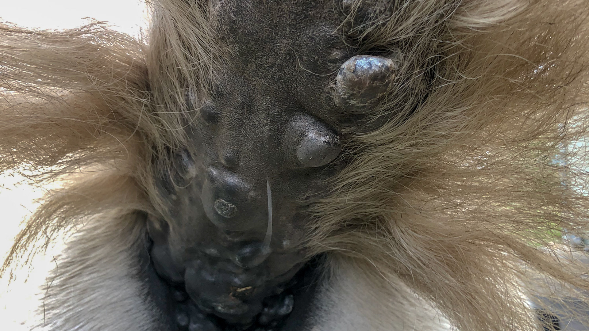 Horse A - Melanoma 12 months after stopping grain and adding soy bean meal and whole beets.