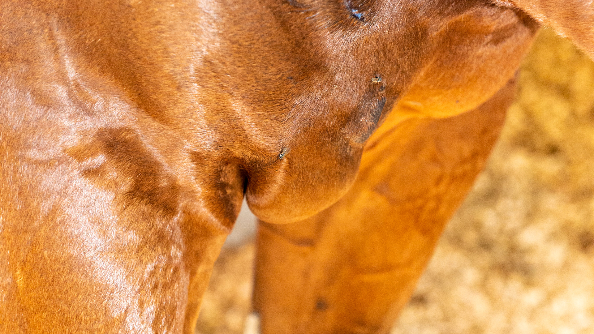 These pictures show skin lesions from trauma (running into something or being kicked in the chest) along with the subsequent edema caused from the trauma.  The serum leaked from the damaged tissue cannot be pumped away and has become pendulous meaning that gravity has accumulated the fluid into a pocket at the lowest point.  In a short time this fluid will be absorbed by the body and disappear.  It is important never to drain these because the procedure is ineffective, can allow for the start of an infection, and prevents the pressure from stopping the leaking.  In fact, when you see this, the event is usually over and any treatment other than exercise is not necessary.