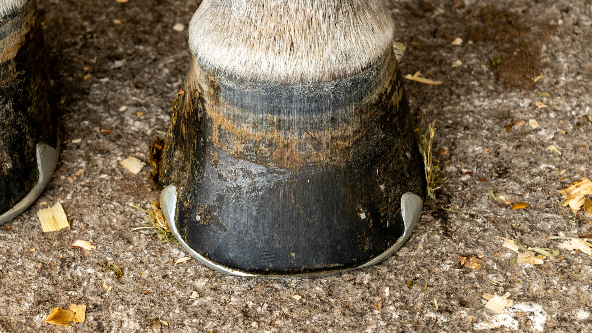 Horse B - One horse with 2 completely different front hooves. The RF has vertical side walls, a dished in toe, elevated coronary band on the inside, and long and uneven heels. The LF appears more normal with a balanced shape and even coronary band, however, the hoof pastern axis is slightly broken and the heels are underslung (these can be seen in the side view). The toe of this shoe is rolled and set back from the toe of the hoof to help in break-over and easing the tug of the deep digital flexor tendon on the navicular bone.  The side clips helps to maintain the shoe in position and to support the side walls of the hoof.