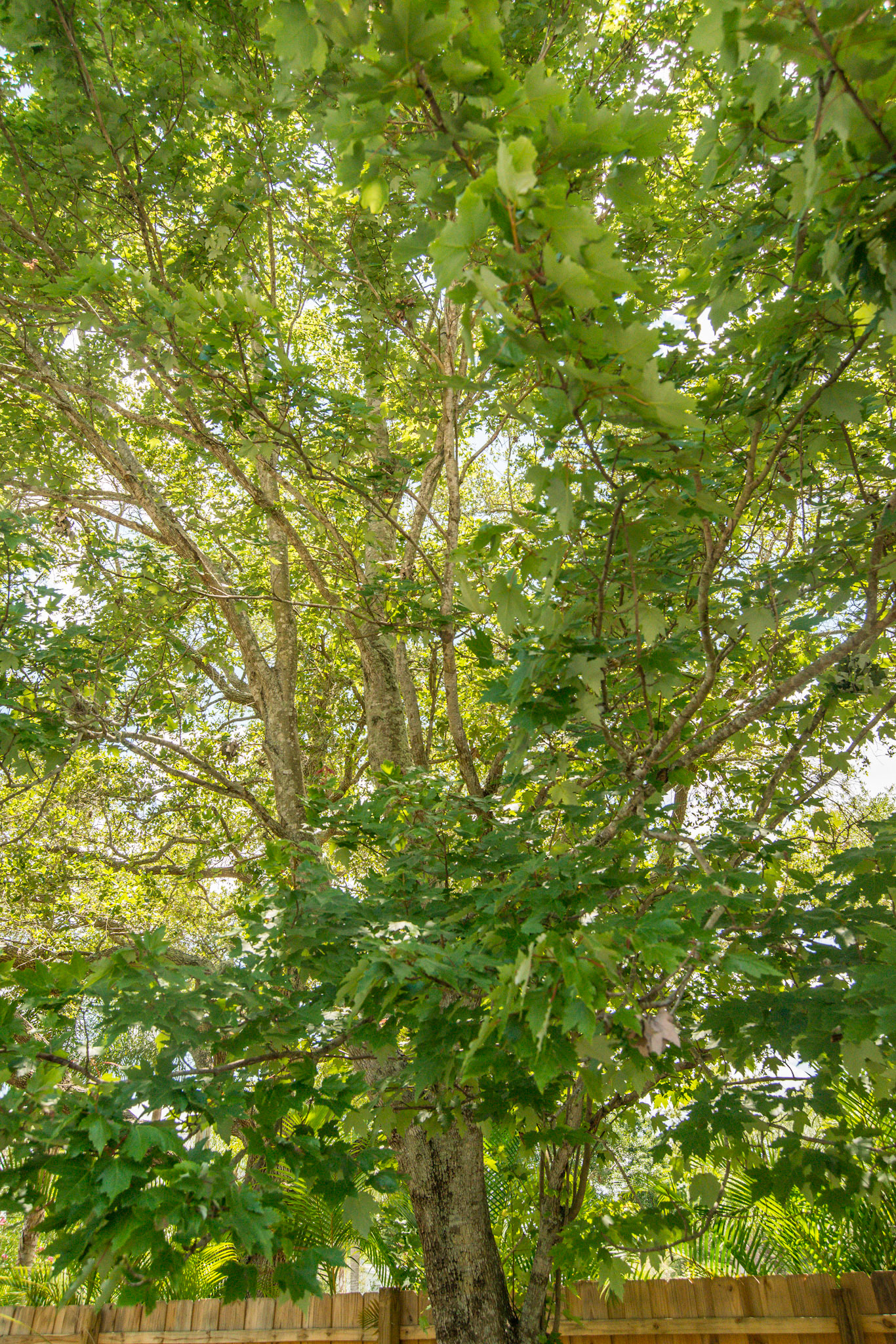 Red maple tree and leaves in south Florida. Month is May