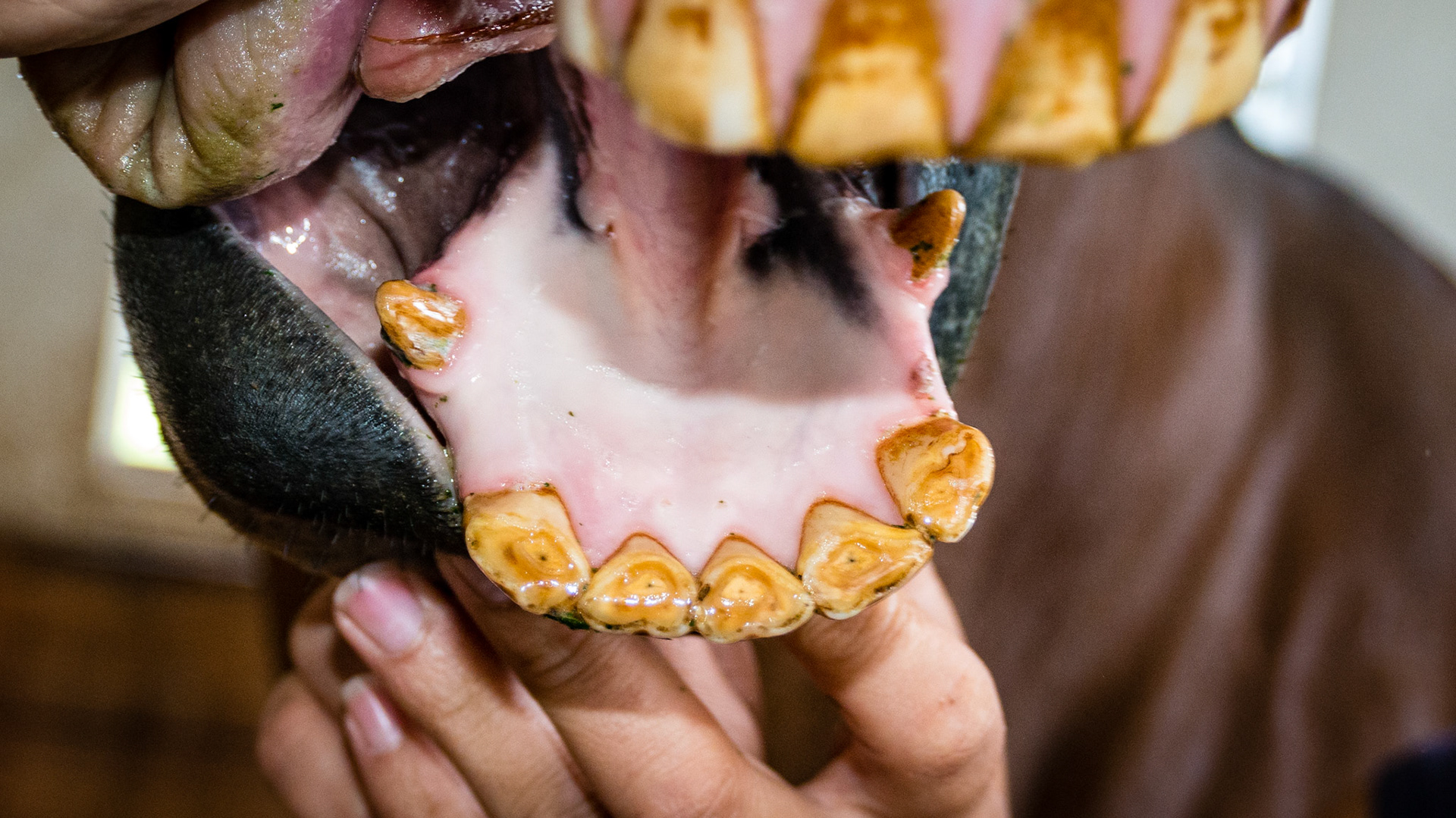 Only 5 lower incisors in this adult horse.