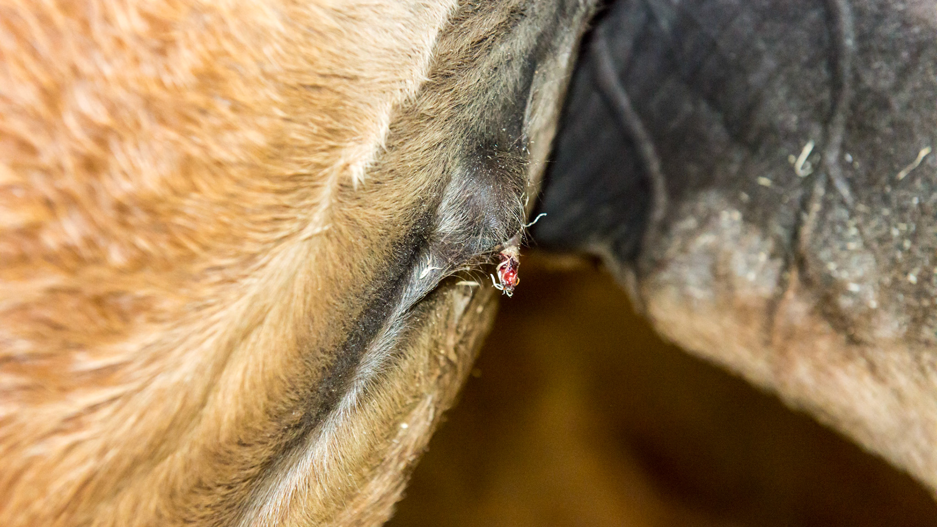 Foal umbilicus at 2 ½ months. Dry and OK with ultrasound exam. Not painful and not draining so it is not infected. This will eventually dry up and disappear but the hernia may need correcting in the future. I do not do surgery on umbilical hernias but instead wrap them (see other images and video).