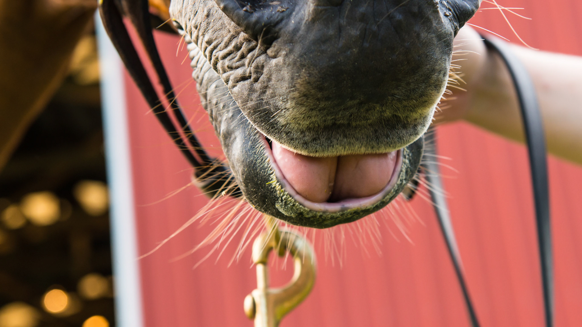 ETORH horse 5 - Missing incisors lost to EOTRH prevent this horse's tongue from staying in the mouth