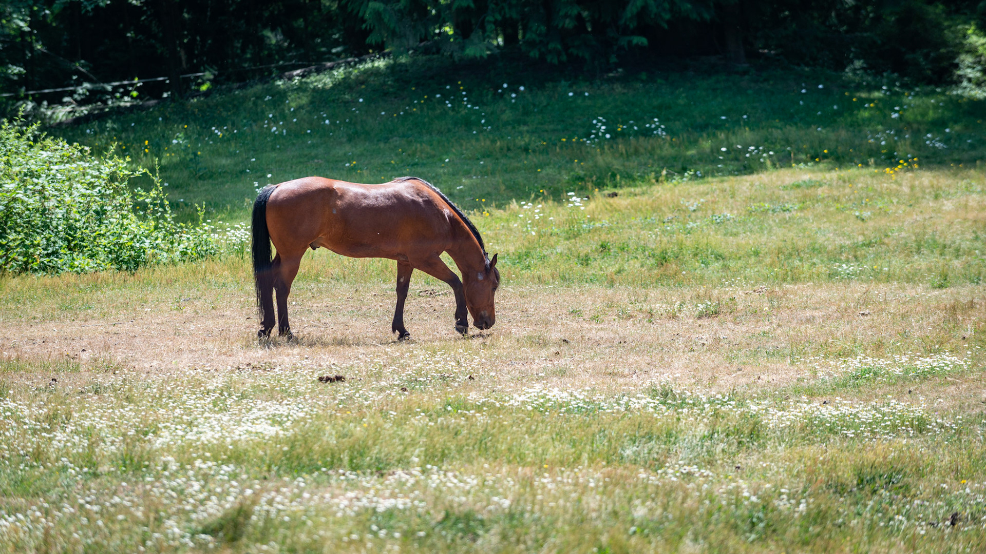 Horses prefer to eat the short grass rather than the taller weeds and plants