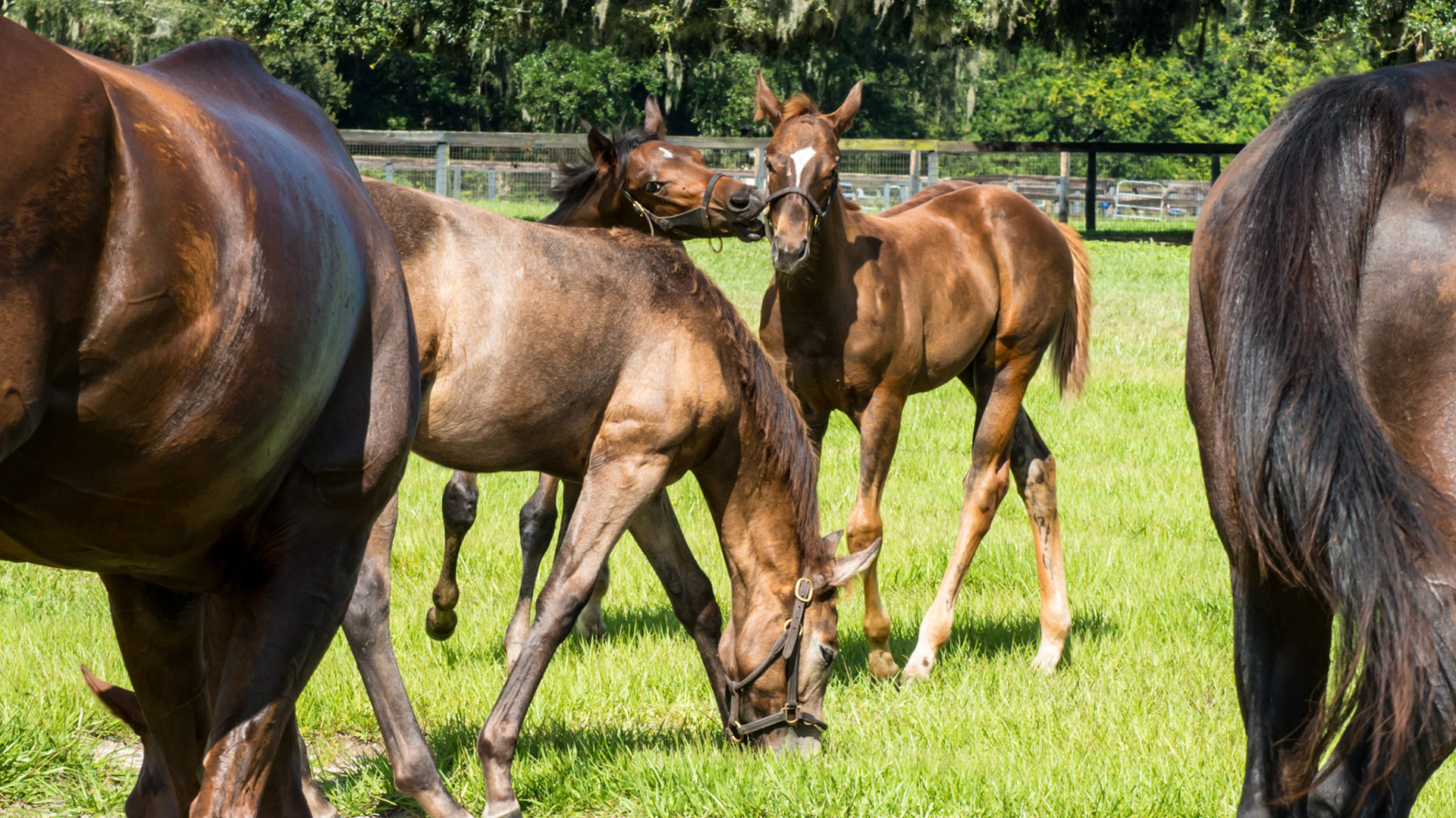 Foals playing as the mothers eat with a watchful eye.