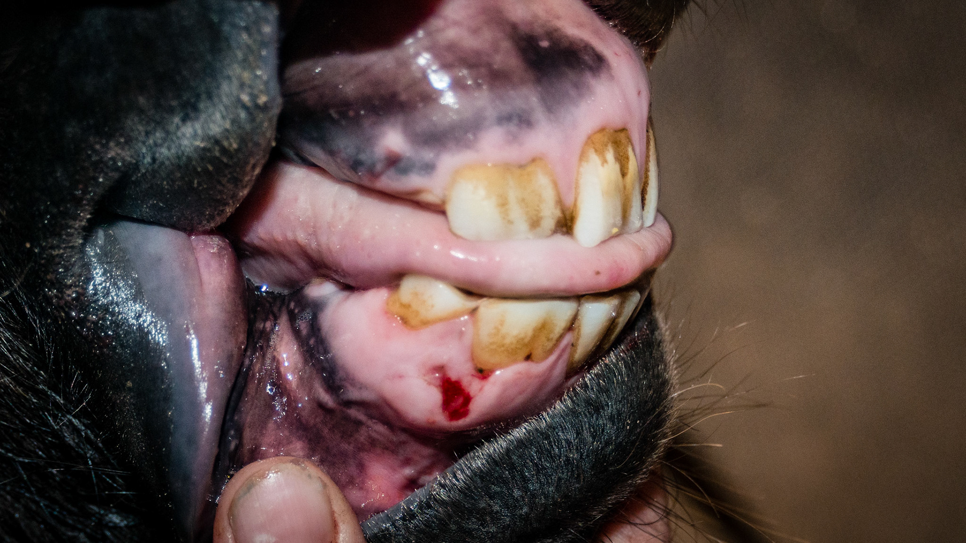 Incisor cap remnant horse 2