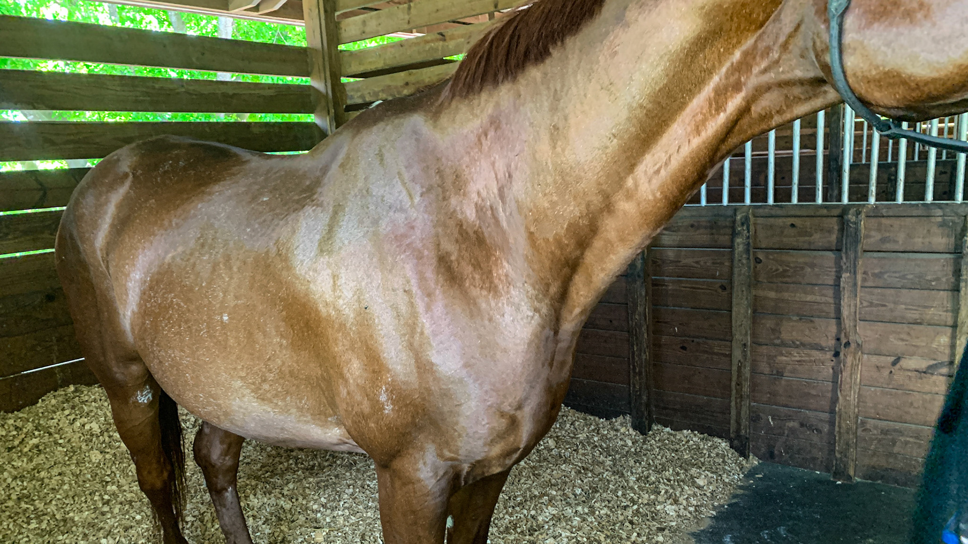 Sabino markings low on the shoulder, the side of the barrel and in front of the stifle. There are also scattered whight hairs throughout the hair coat but she is not a graying horse. Sabino.