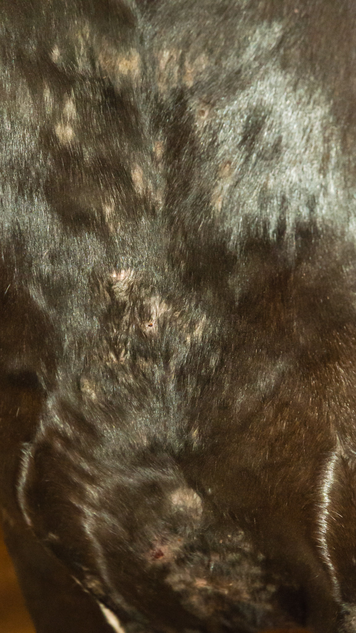 Horse A - culicoides (biting midges) sensitivity on the neck.