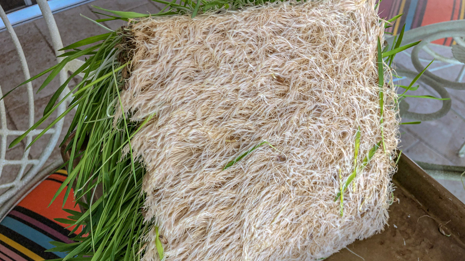 Hydroponically grown barley grass.