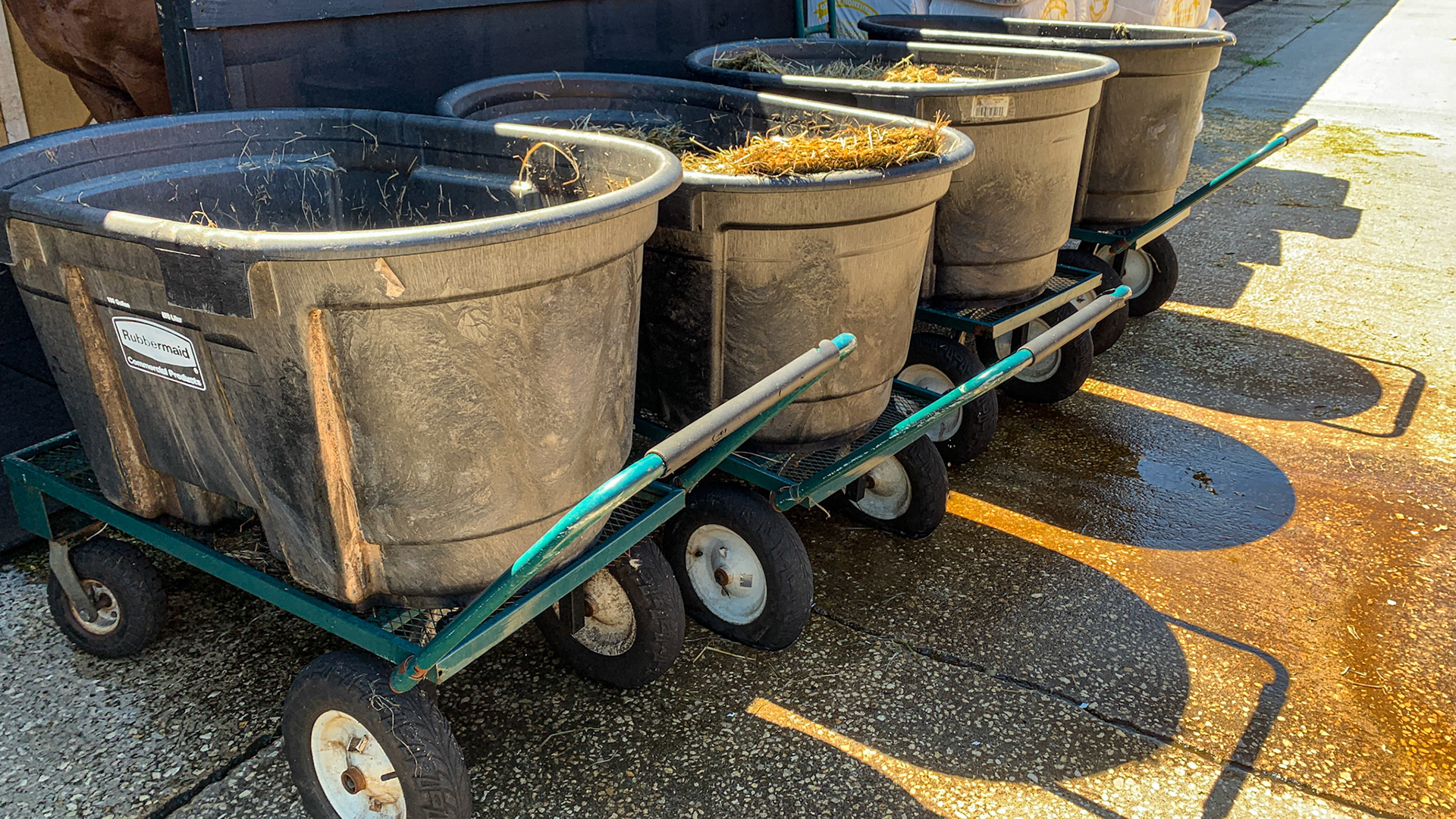 Plastic water troughs are used here to soak the hay.  The water is drained using the drain plug at the bottom.  Placing these tubs on a sturdy flat wagon makes distributing the wet hay very easy.