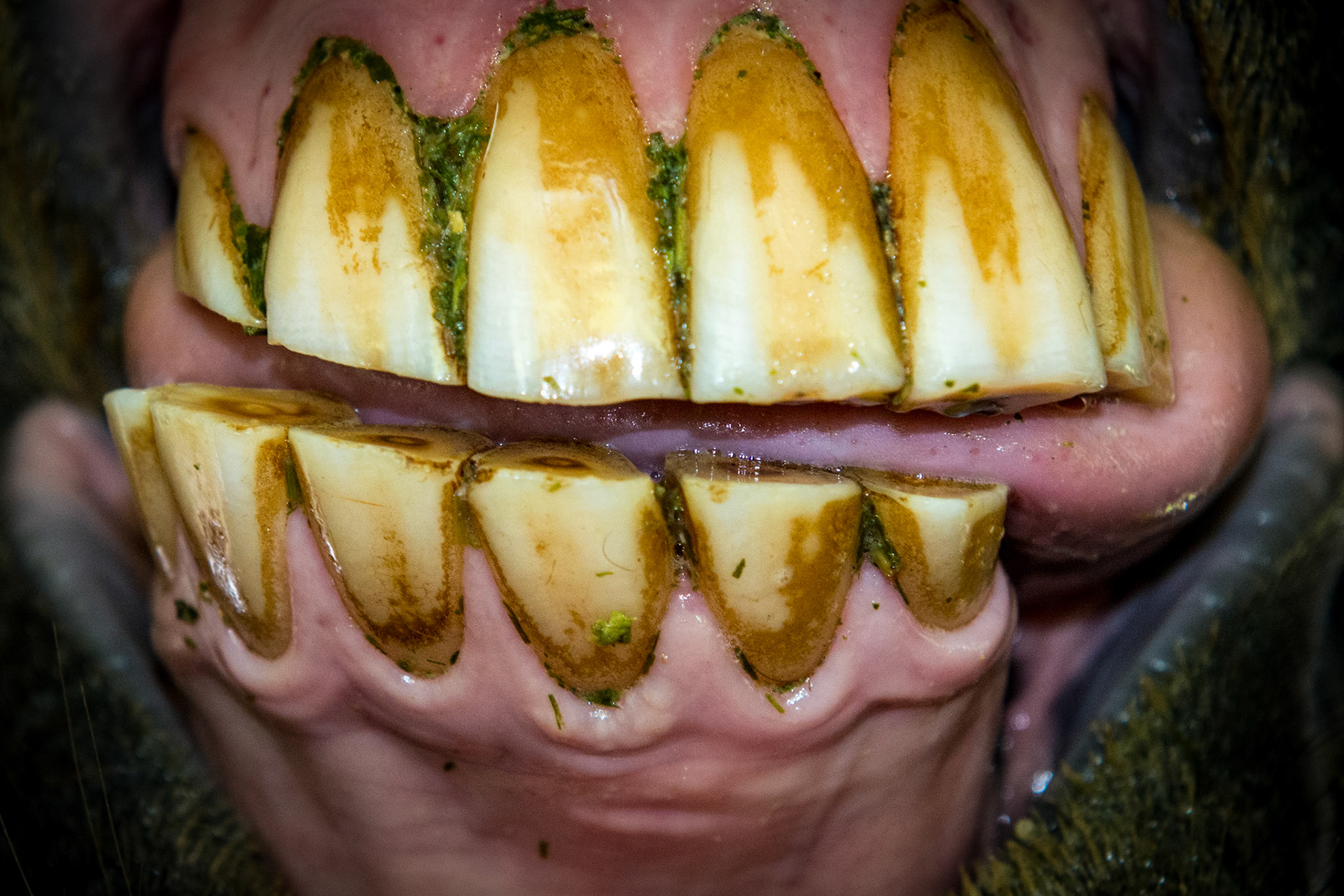 20yr old Arabian gelding. Note angled occlusal surface of incisors and the tongue lays on the left side.