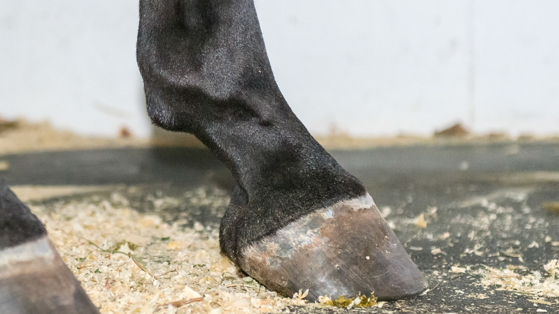 Normal pastern - hoof axis in a 5 yr old Lusitano.  Note the full round shape of the hooves and their good size for the size of the limbs. This horse has never been shod and has been turned out in a large Kentucky field with 100 other horses.