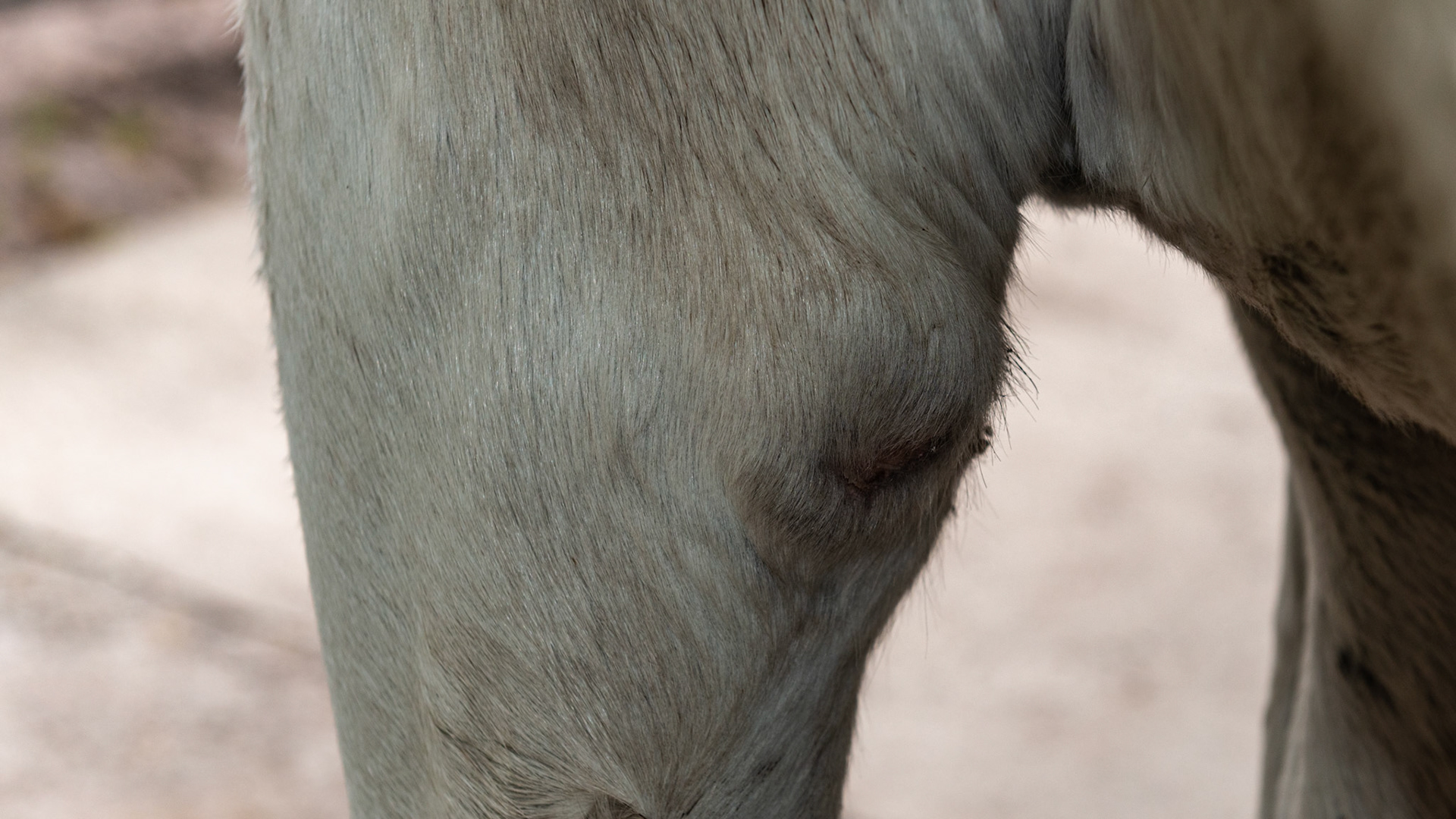 Horse A - shoe boil with a summer sore healed - taken October 25 - just under 3 months. Daily hydrotherapy with hose and cupping with the hand plus a salve made of ivermectin, swat, and furazone ointment.