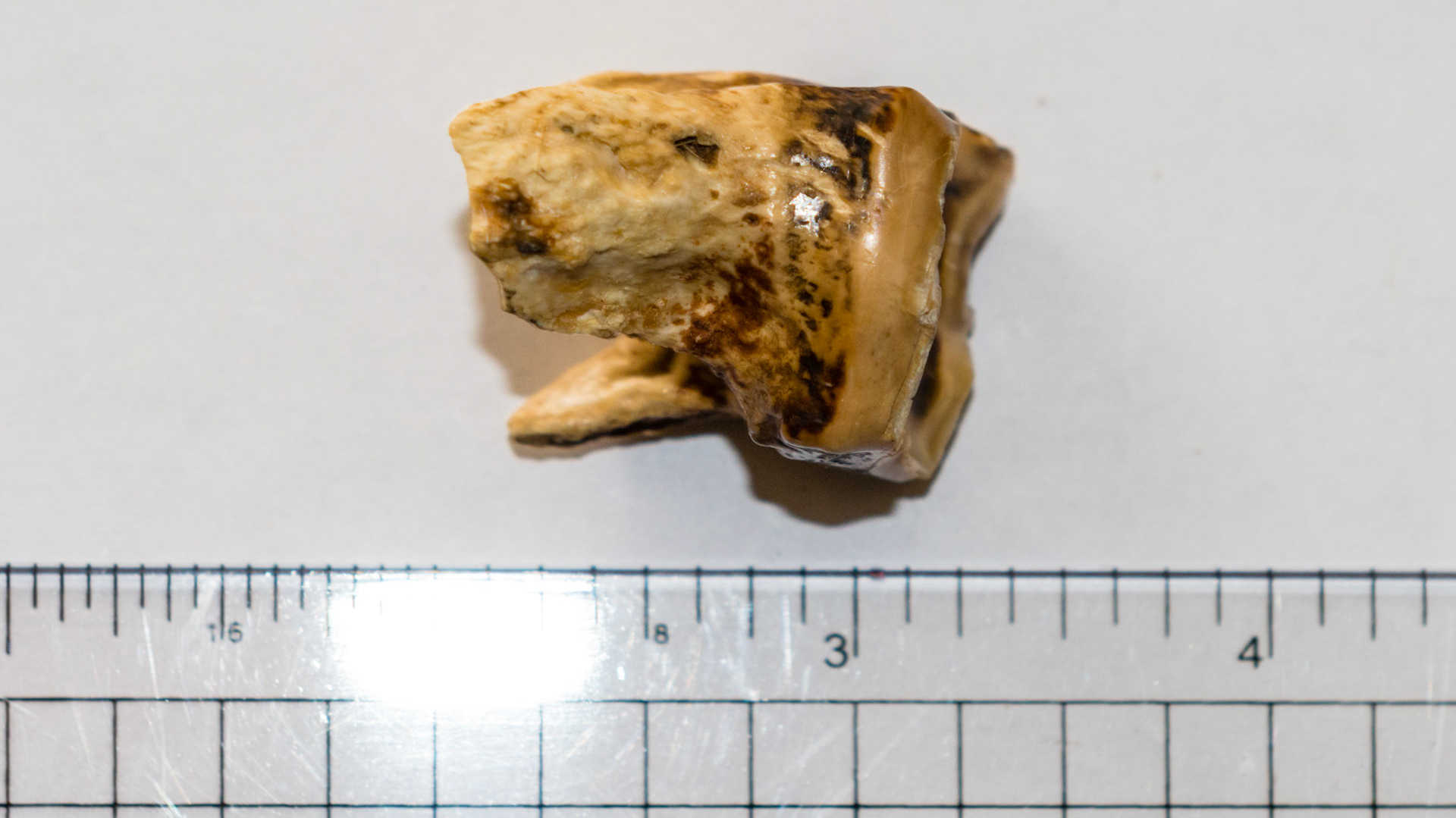 Several views of an end stage cheek tooth.  This tooth was extracted by hand and was more of an annoyance to the horse than painful.