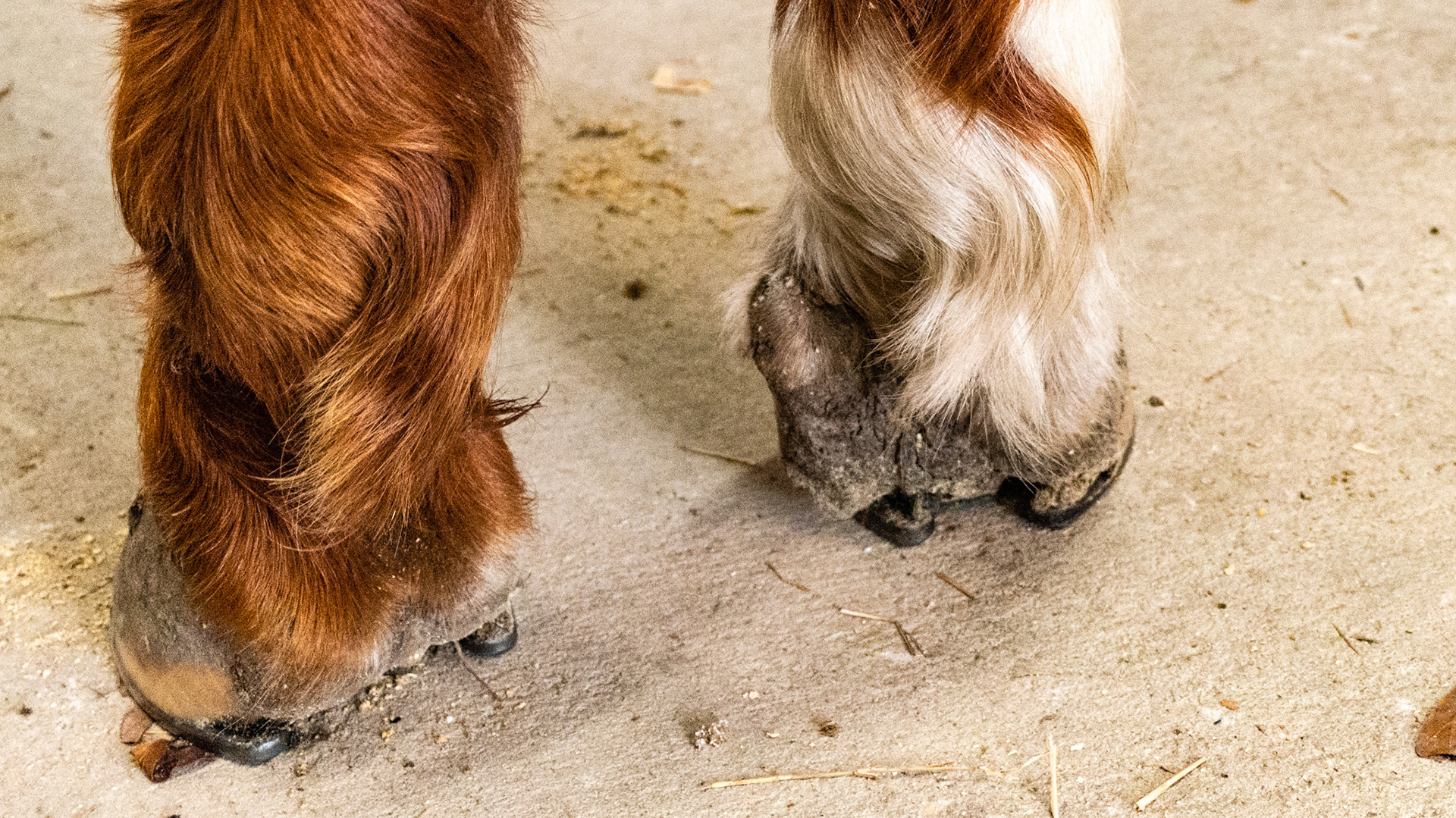 23 year old QH injured as a foal (unknown cause and treatment). Sound with shoeing.