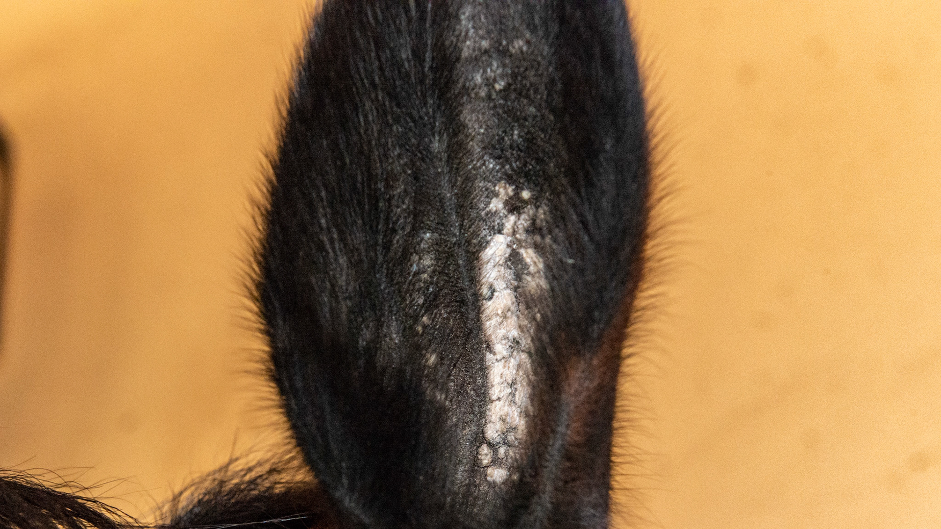 Aural plaques are gray to white crusty growths that form on the inside of one or both ears. They are caused by a type of equine papillomavirus that is similar but genetically different from warts on the muzzle and warts found on the penis.  There are a few untested treatments and these should be considered only when these become uncomfortable for the horse.  I have had them become very painful and completely fill the space formed by the ear. With anesthesia they were able to be de-bulked but soon they returned.