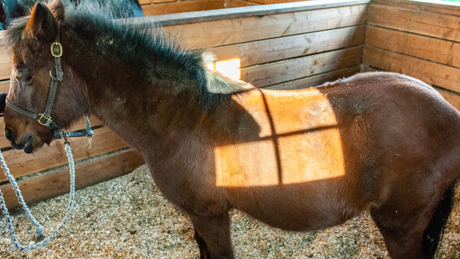 20 year old pony mare with a BCS of 7 fed grass, grass and alfalfa hay and 1 handful of organic oats. Has easily maintained her weight with a sow mouth. Harvests grass easily but can't get a close cut.  Other horses realize she can't bite them and despite her best efforts, the others start to pick on her as she can't defende herself.
