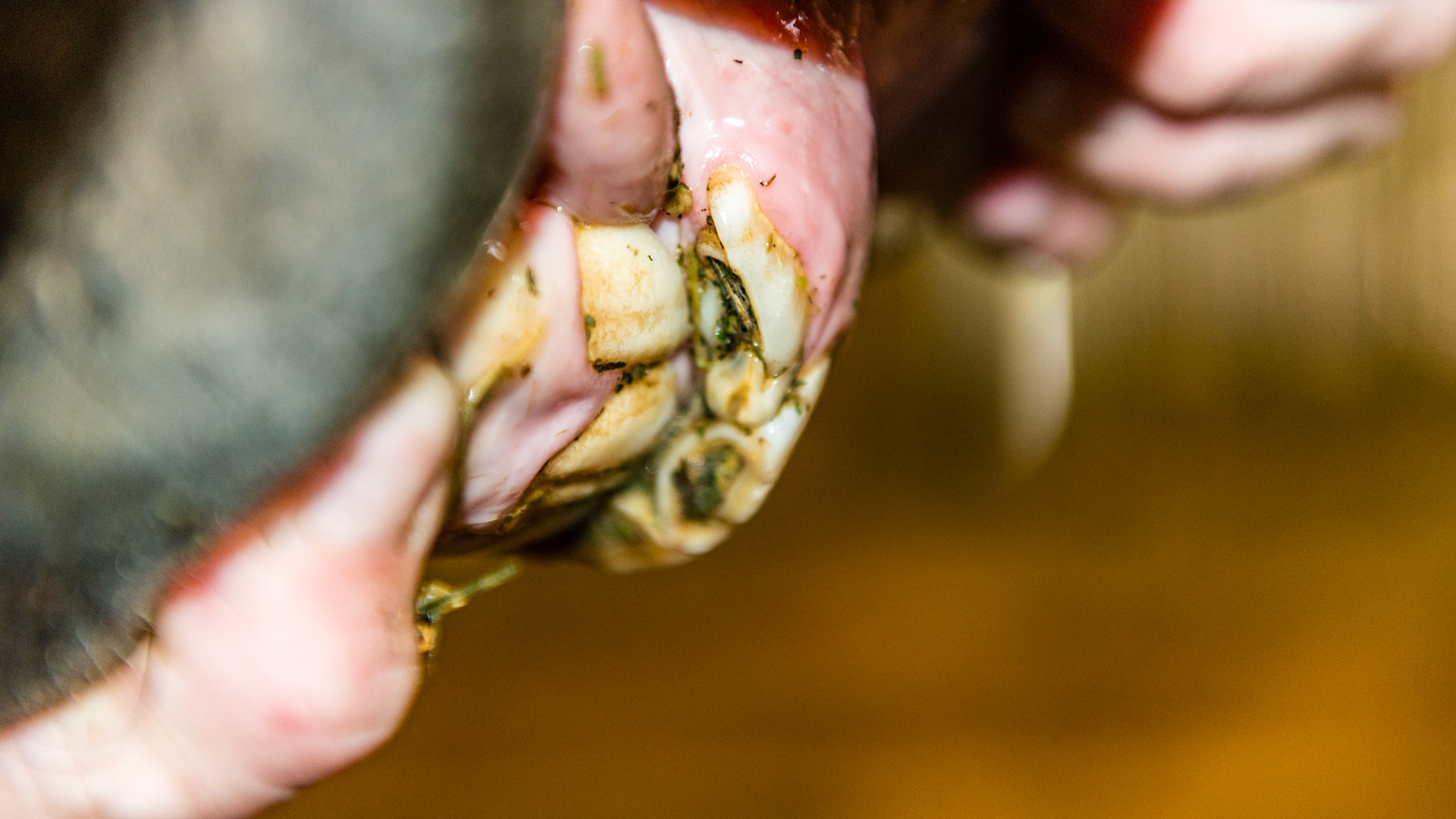 Cap 53 is small and is displacing 103. See movie 140909_cap extraction.