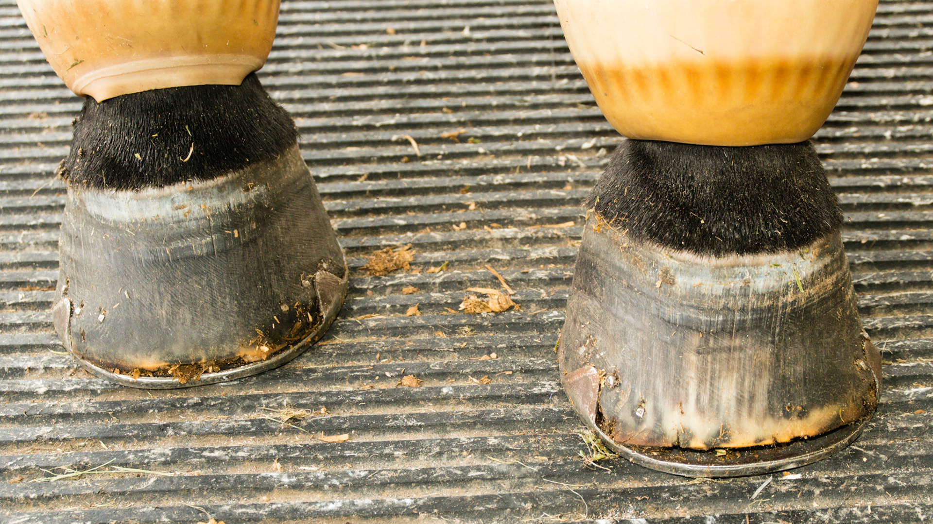 Laminitis of 1 yr duration. Horse rescued with this problem from standing in water.