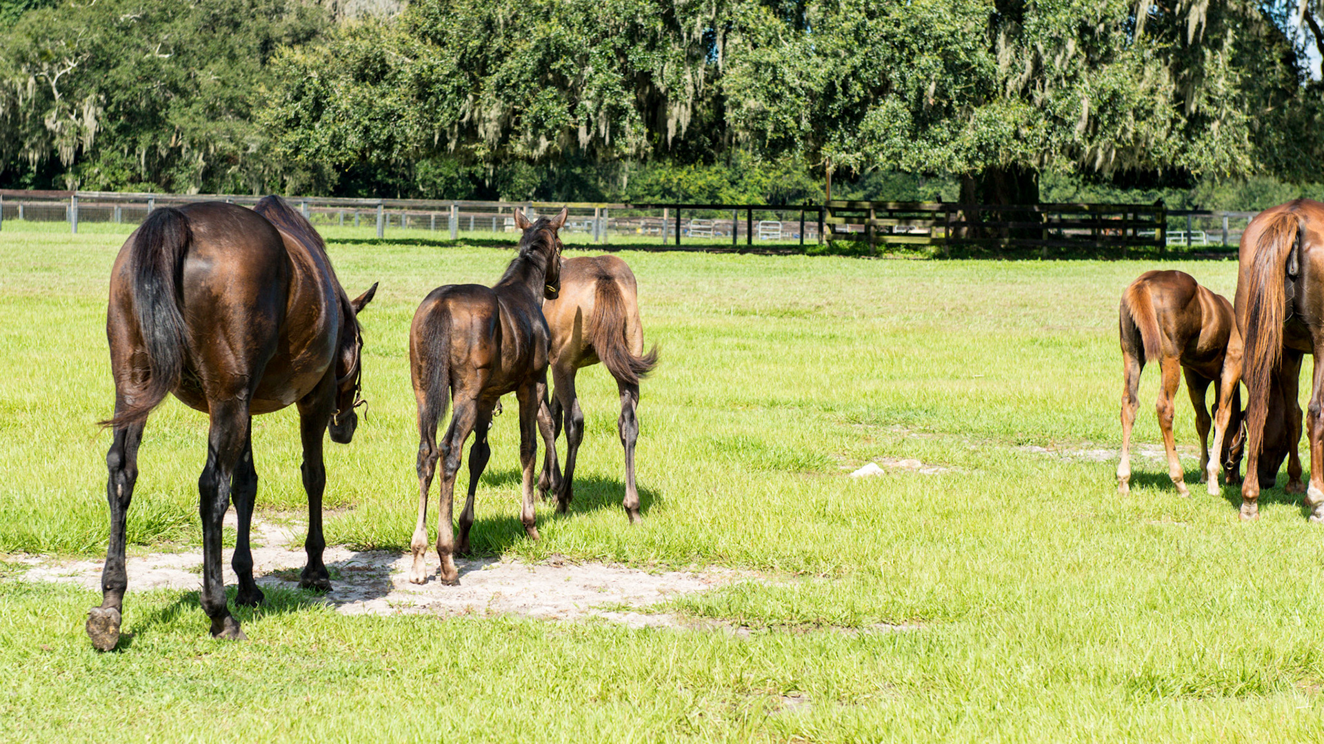 Foal A - 5 of 7 - The young foal disappears while peace remains over everyone else. of 5 - The young foal continues to bother the older foal but his Mom approaches from the left.
