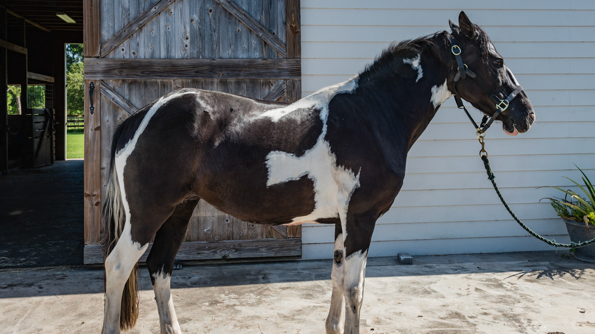 Horse B - BCS 7 - Fleshy ~ A moderate trough along the backbone and more fat covering the ribs, tail head, withers, neck, and shoulders.