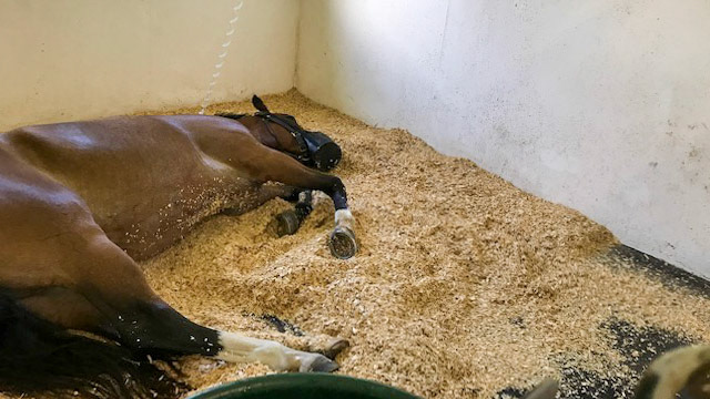 A horse with sand colic displaying colic signs.  See radiograph showing sand in the colon.