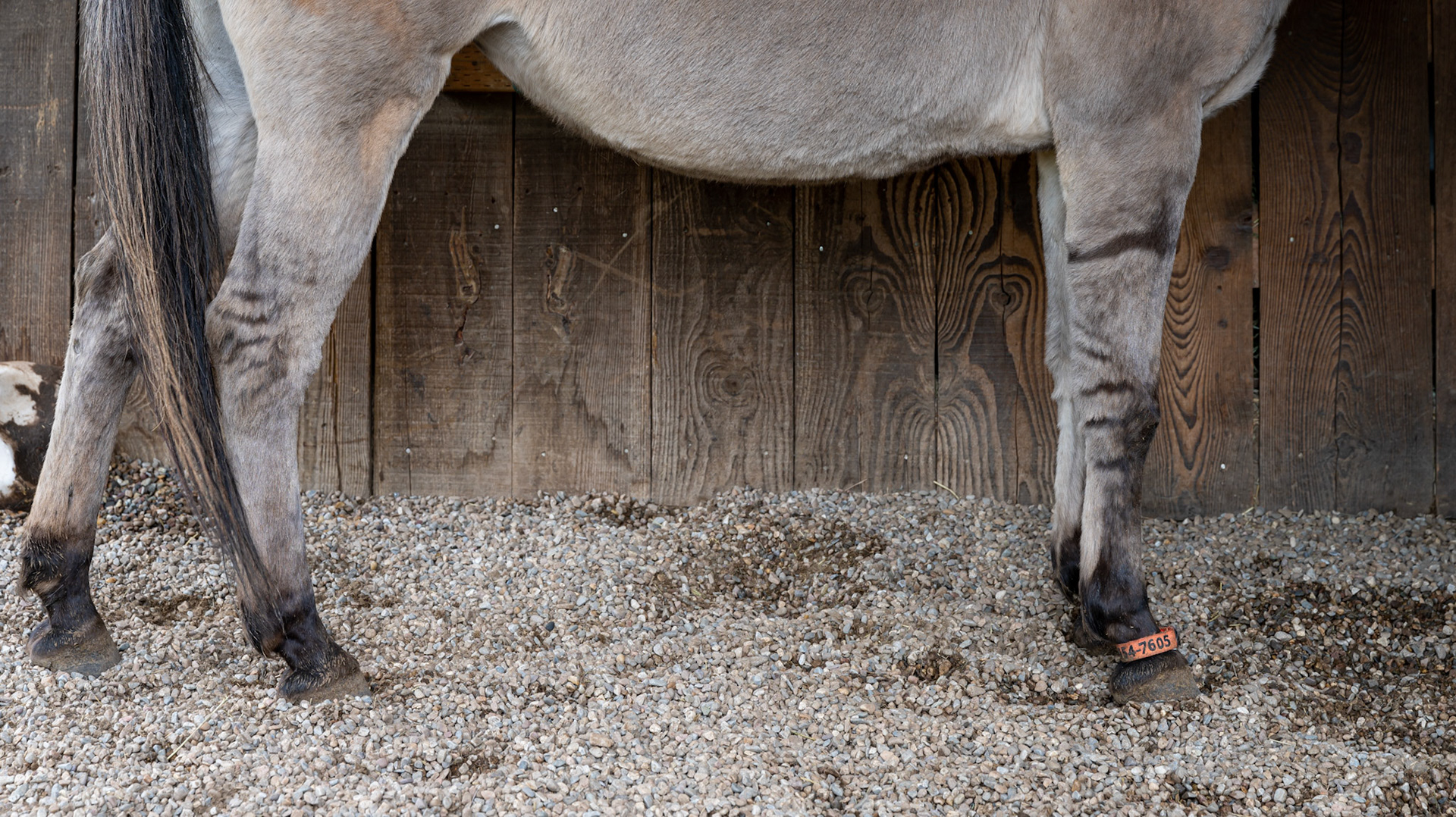 Mule - zebra striped legs. Note the permanent bracelet on the RF with the phone number for ID.