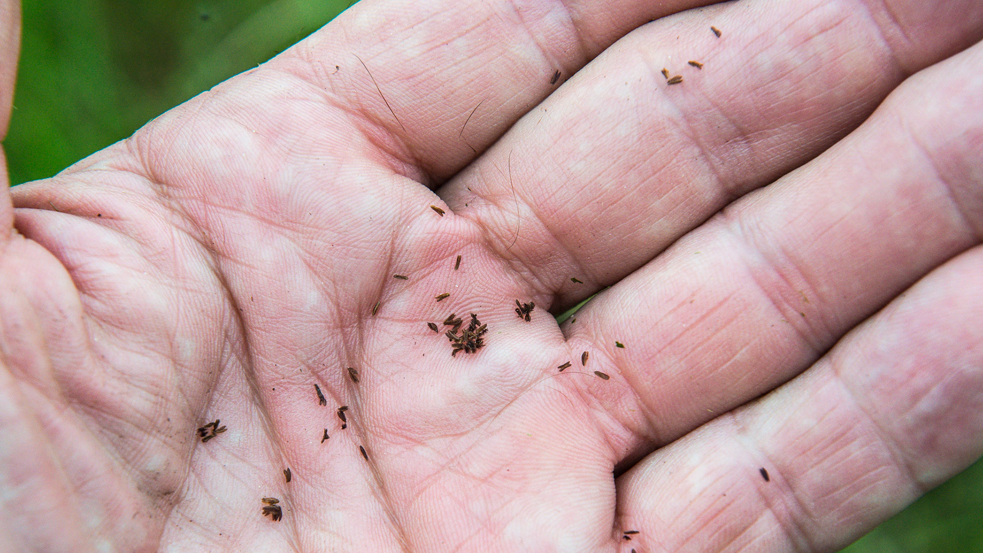 Bahia grass seeds stripped off the seed head. Horses and other animals (the owner said turkeys love these seeds) suck off the seeds. Some horses have foundered on these.