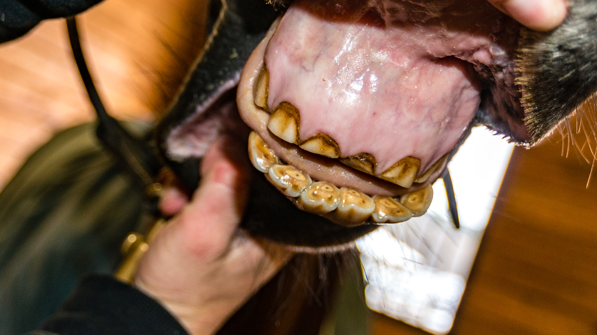 Horse A - Cribbing effect on incisors