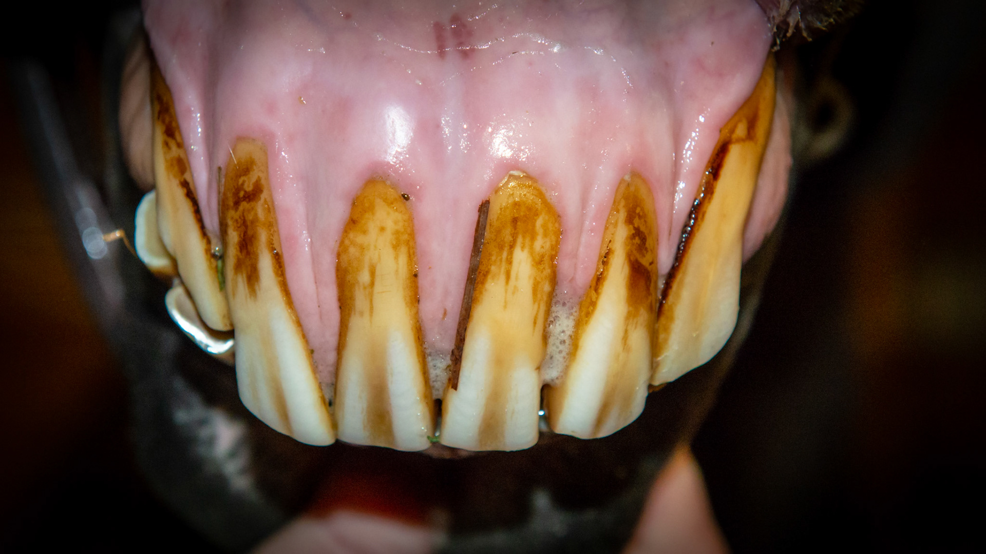 Abnormal wearing of the incisors including receding gums on the upper 3's. My speculation is that the tongue has done all of this in this horse in his late 20's. In addition the receding gum line may be early stages of EOTRH.