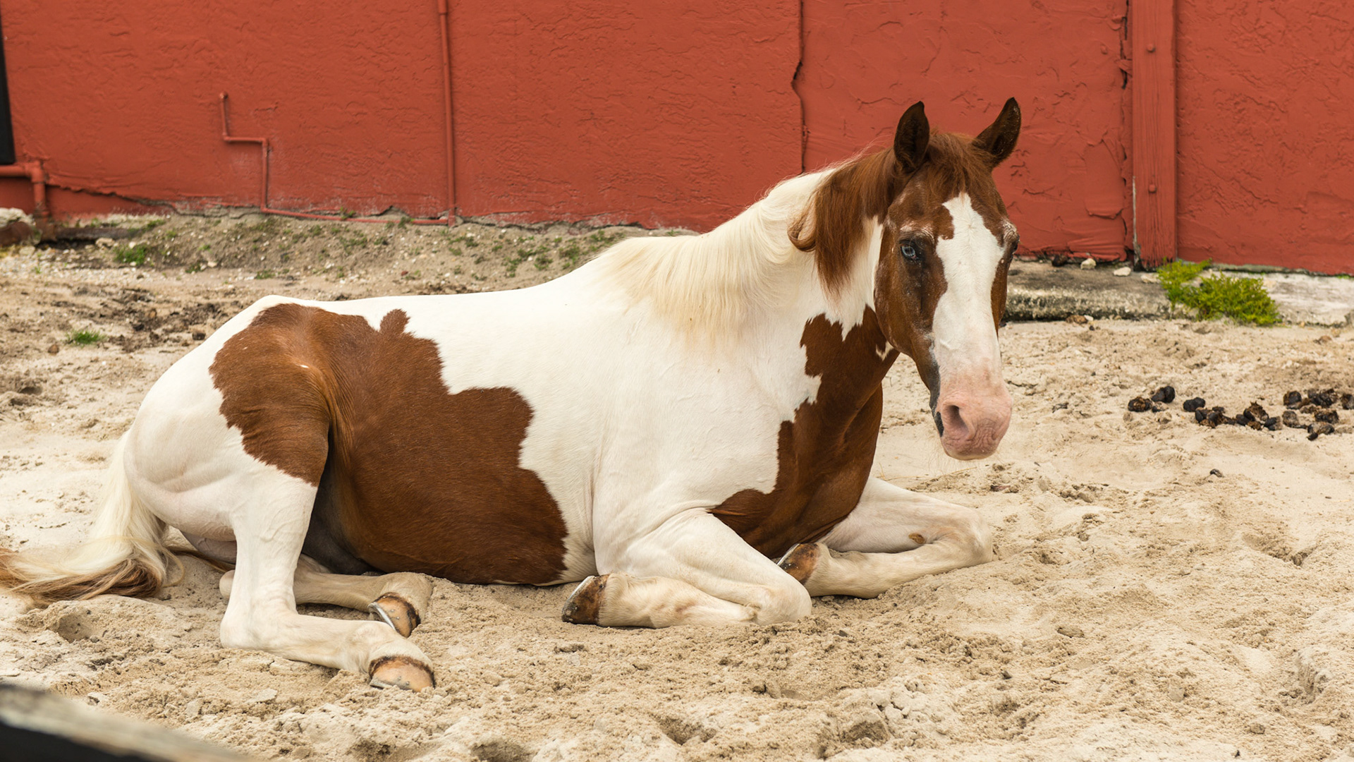 Normally this horse would not lay down with a stranger taking pictures of him.  I could even walk in and touch him without him rising - out of character for him. I needed to force him to get up.