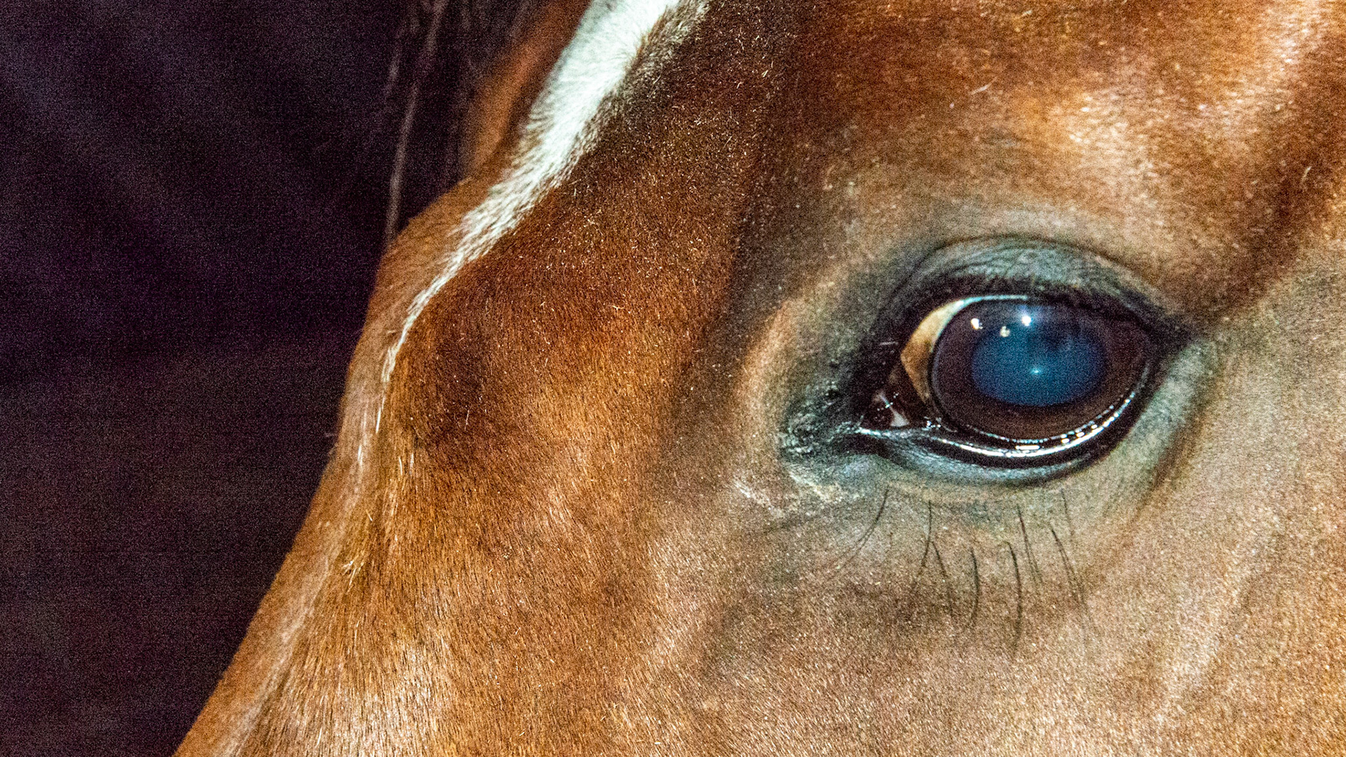 Suture periostitis. Presumptive - the vet looking at this horse did not know what these lumps across the face at eye level were nor did his x-rays help him identify them. They were spontaneous with no external indication of trauma in this 11 year old warmblood gelding