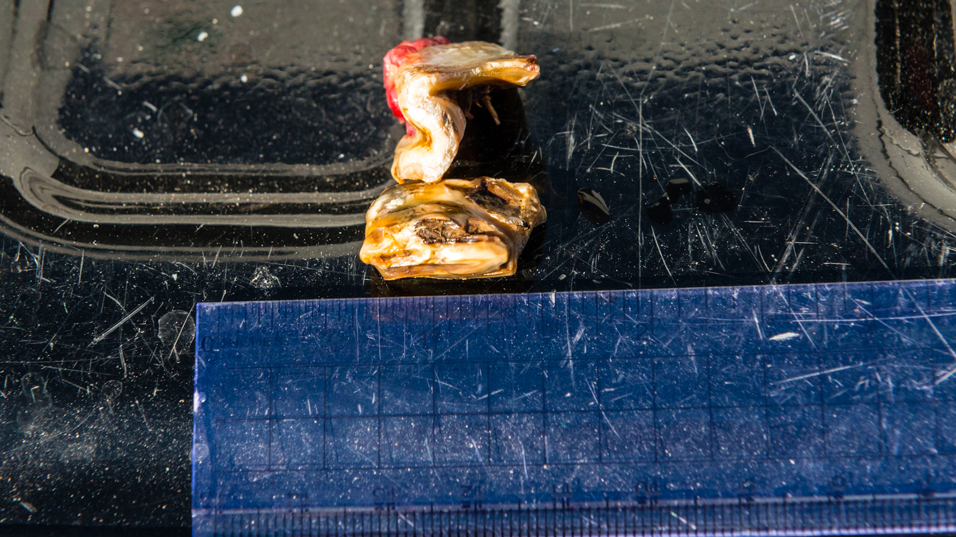 2 separate fracture pieces removed one at a time from 108. No drugs needed for removal. Horse showed great relief.